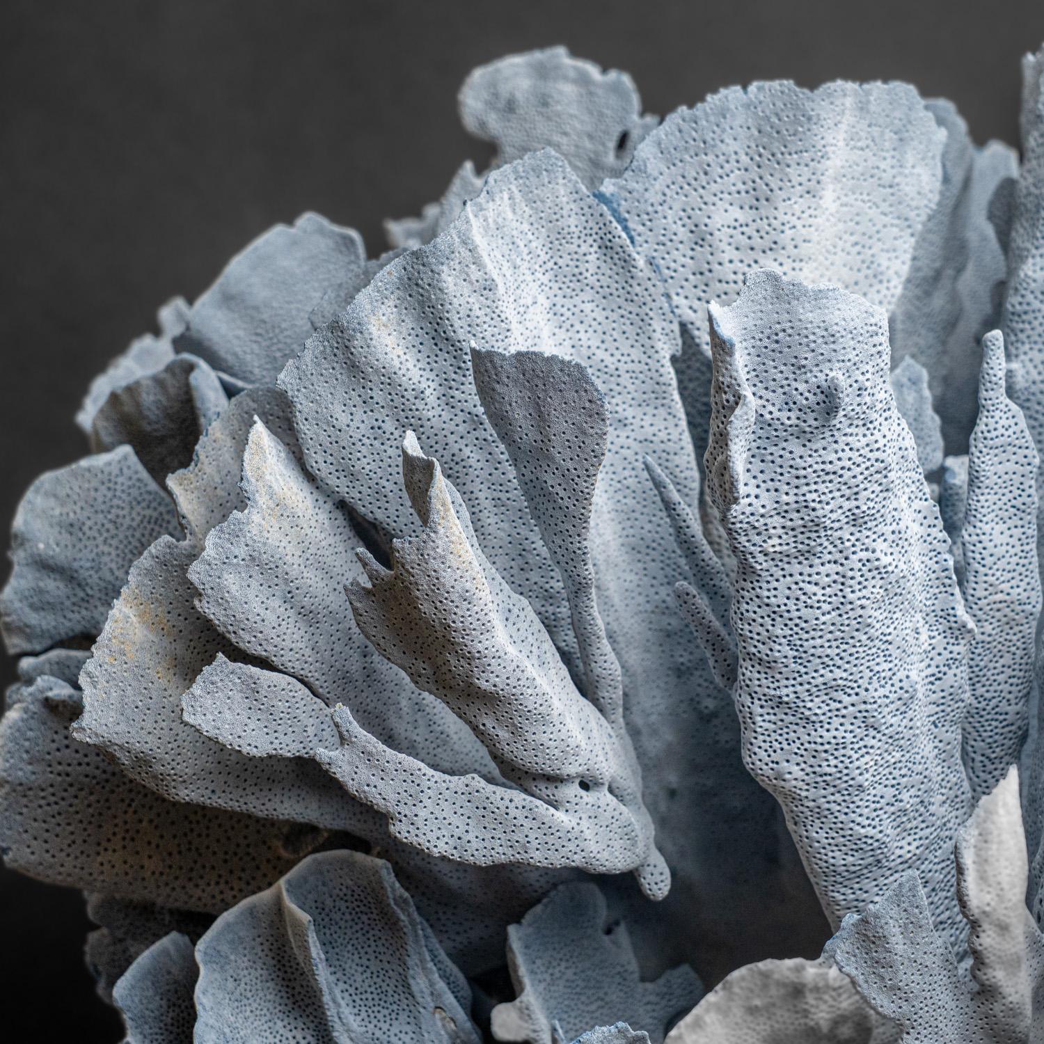 Genuine Blue Ridge Coral (21