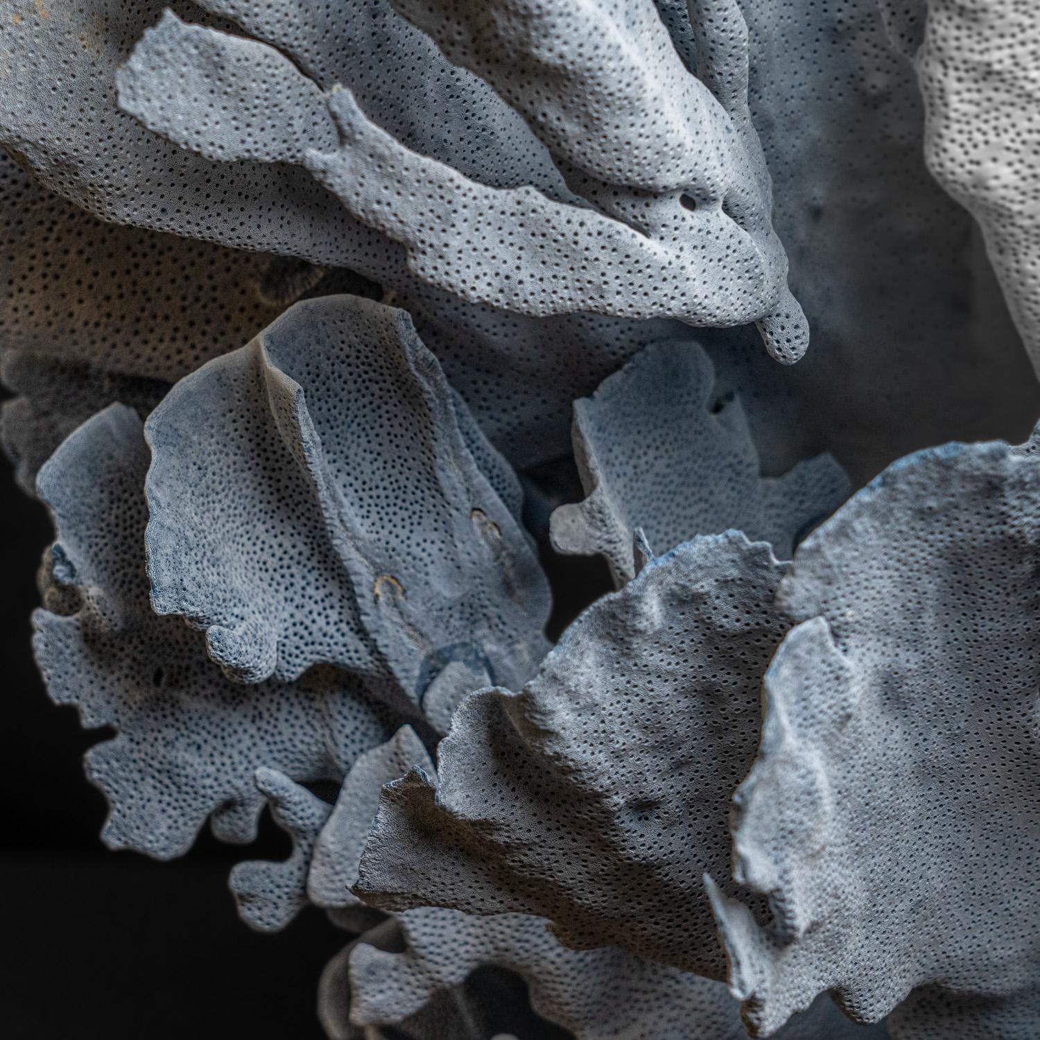 Genuine Blue Ridge Coral (21