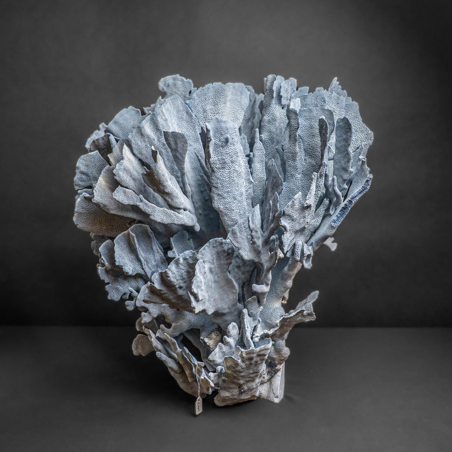 Genuine Blue Ridge Coral (21