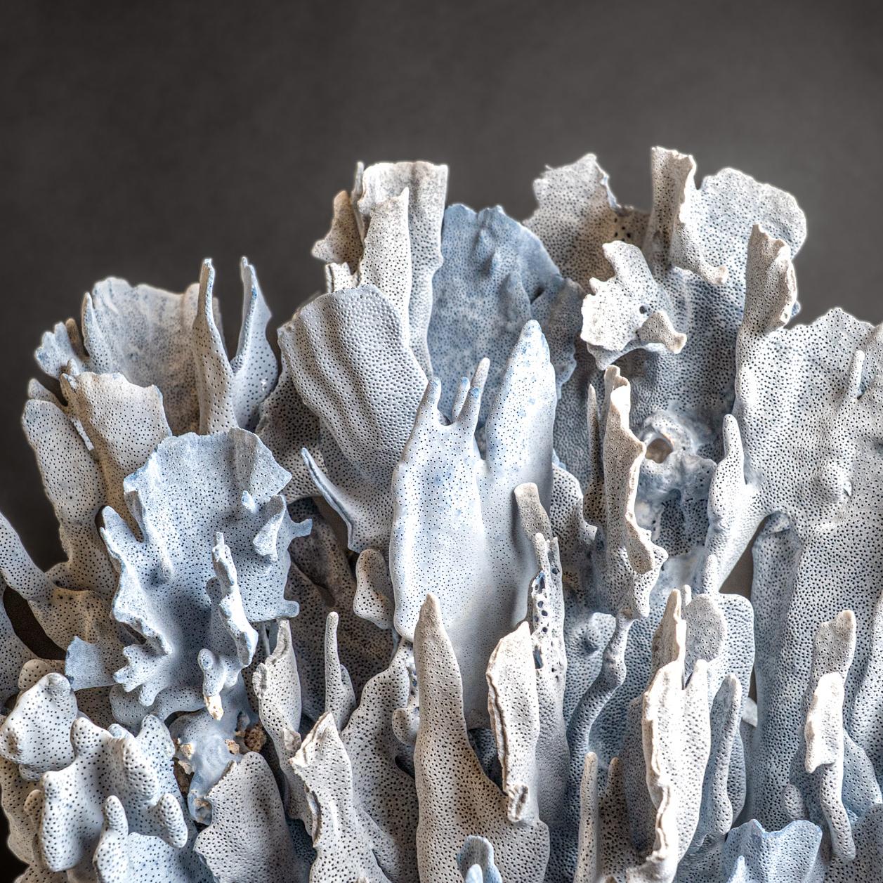 Top quality natural flat bladed (laminar) formation of blue ridge coral. Heliopora coerulea is a unique species of coral in the wild and great to use in the aquarium. Despite being extremely widespread and common on wild reefs, for some reason blue