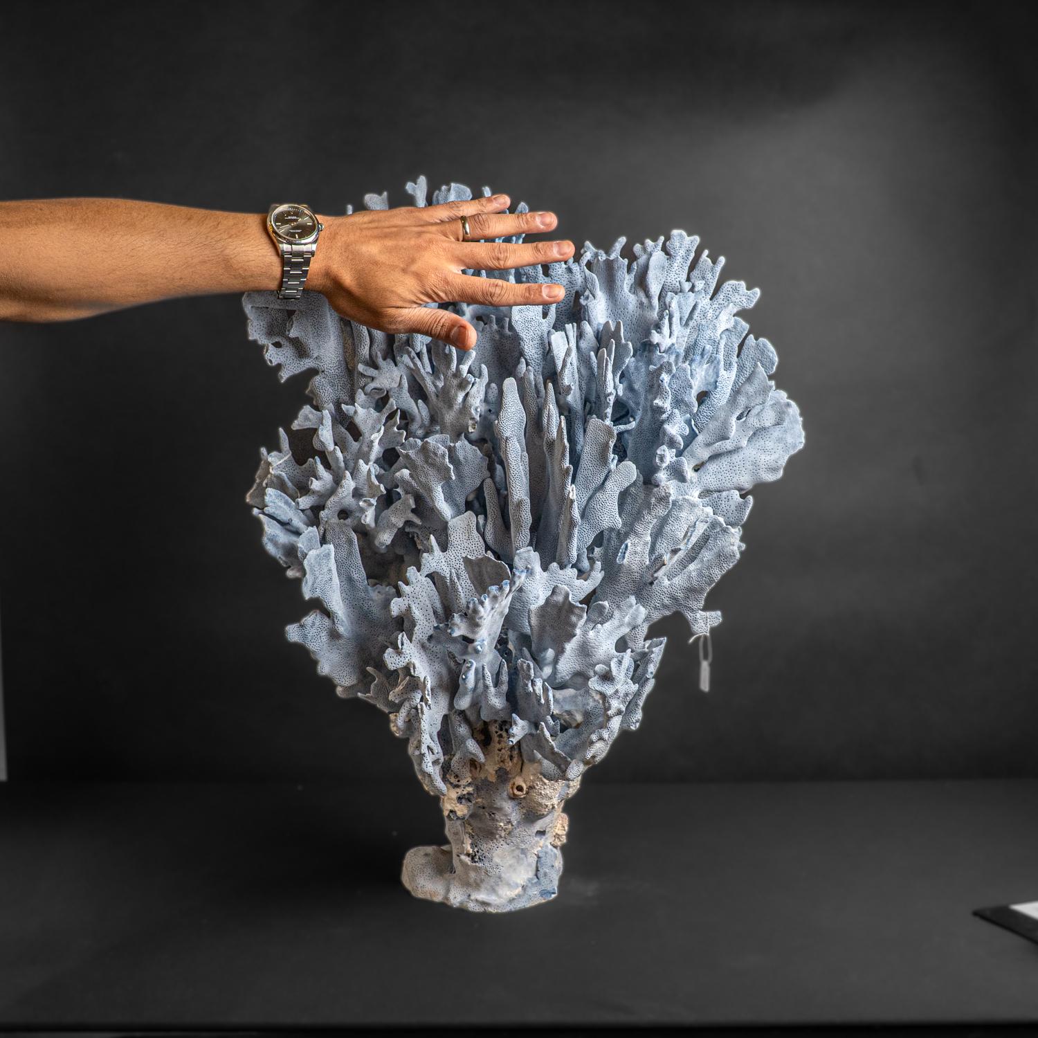 Top quality natural flat bladed (laminar) formation of blue ridge coral. Heliopora coerulea is a unique species of coral in the wild and great to use in the aquarium. Despite being extremely widespread and common on wild reefs, for some reason blue