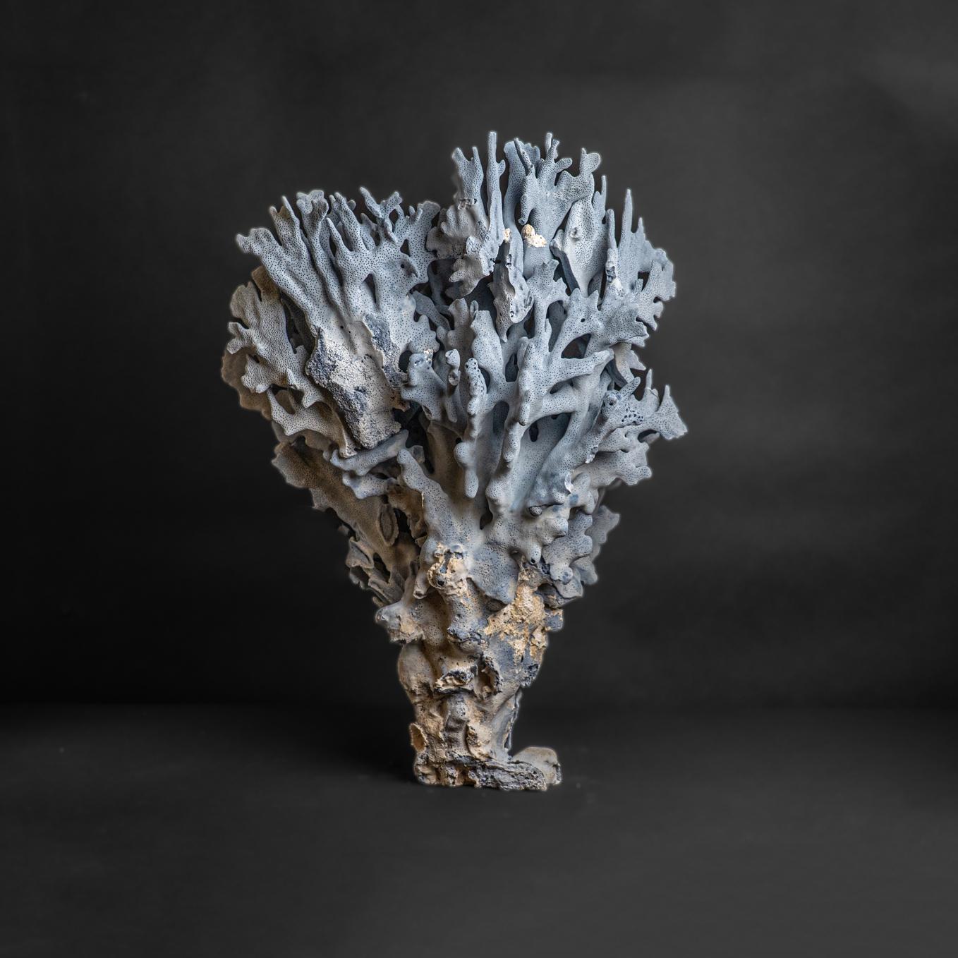 Other Genuine Blue Ridge Coral (25