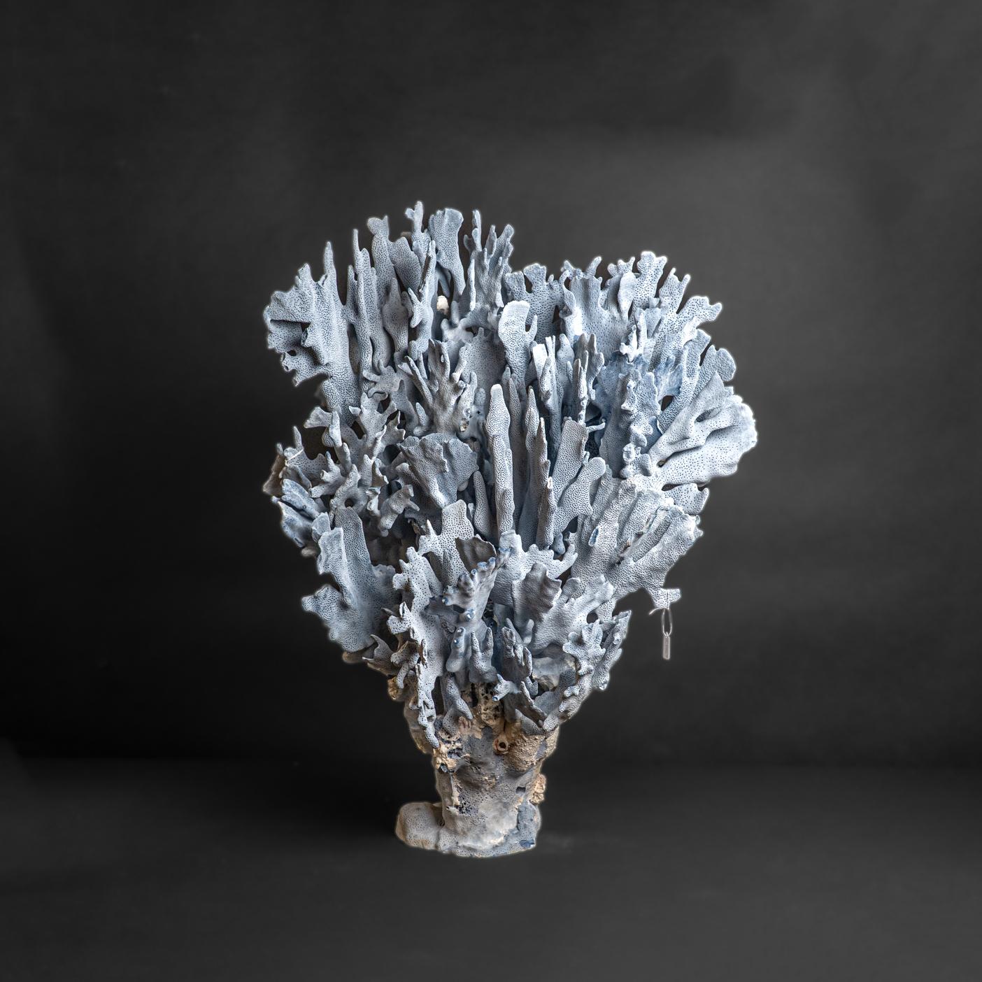 Genuine Blue Ridge Coral (25