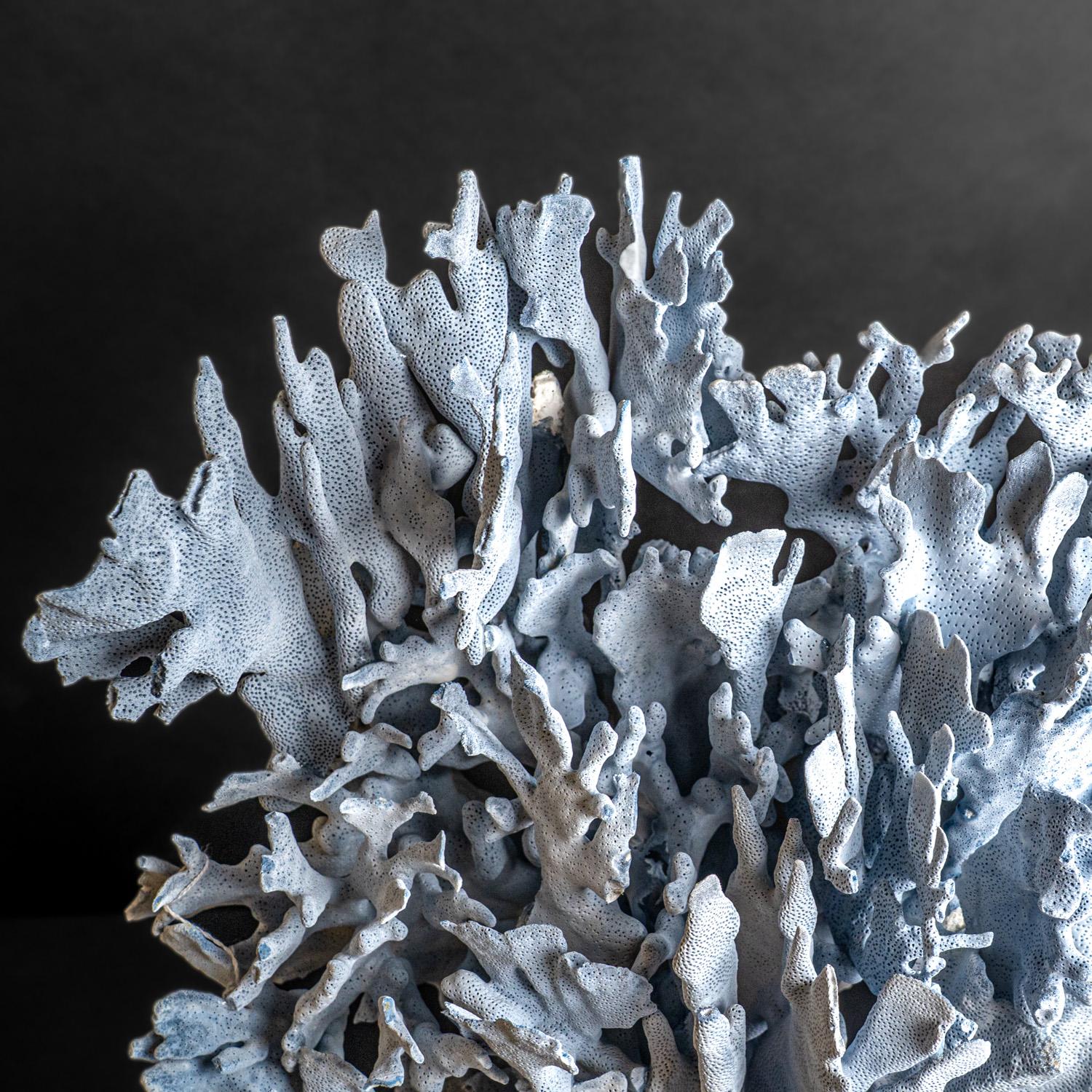 Genuine Blue Ridge Coral (25