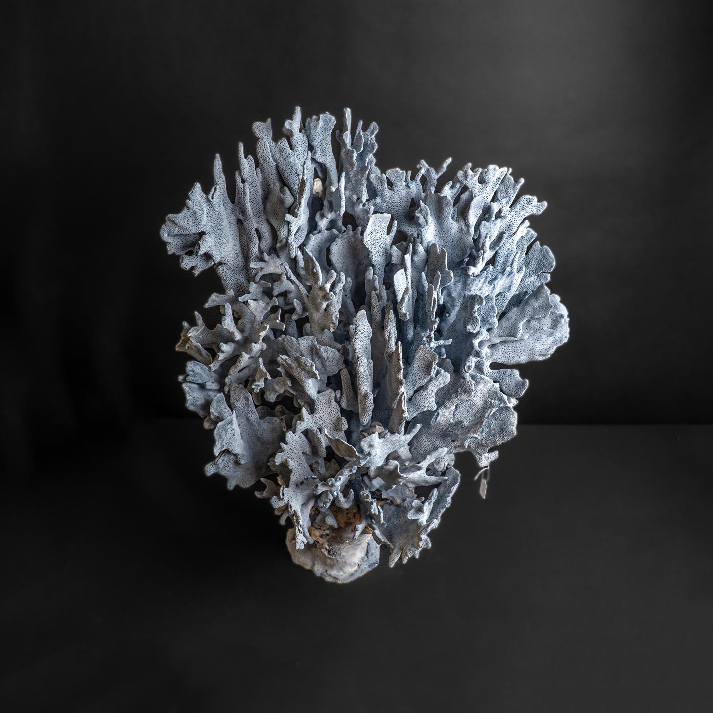 Genuine Blue Ridge Coral (25