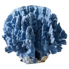 Genuine Blue Ridge Coral Nautical Object, Sustainable Aquaculture 11""