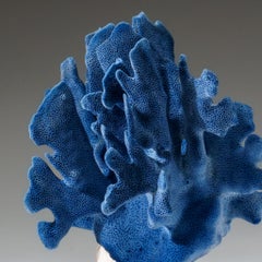 Genuine Blue Ridge Coral Nautical Object, Sustainable Aquaculture 9"