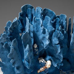 Genuine Blue Ridge Coral Nautical Object, Sustainable Aquaculture 9"