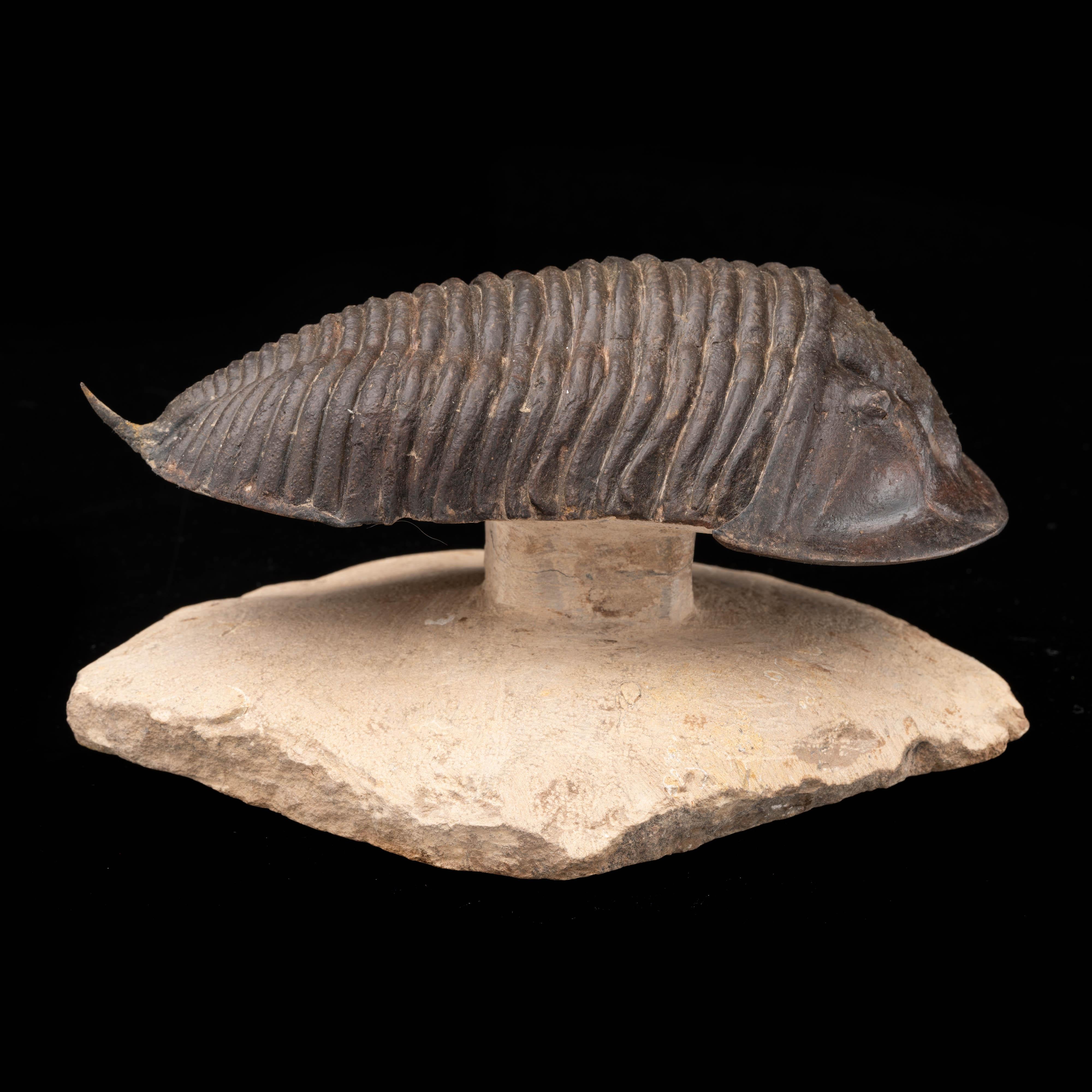 Moroccan Genuine Burmeisterella Trilobite // 419.2 to 358.9 Myo (Devonian) // 3.17 Lb