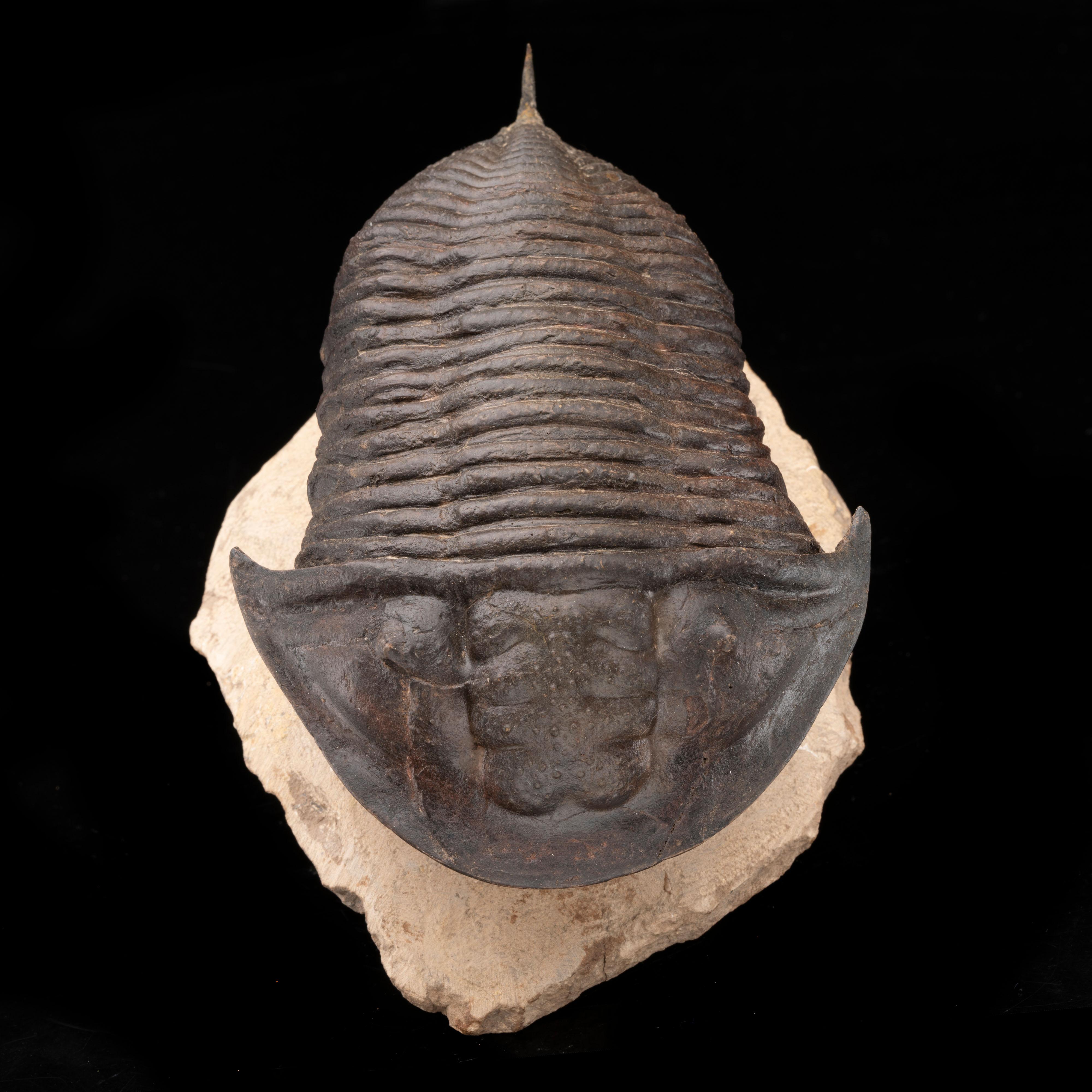 This is not your average trilobite. This specimen of the Burmeisterella genus was unearthed in Alnif, Morocco and hails from the Devonian period 419.2 to 358.9 million years ago. The genus is known for its large proportions and this incredibly well