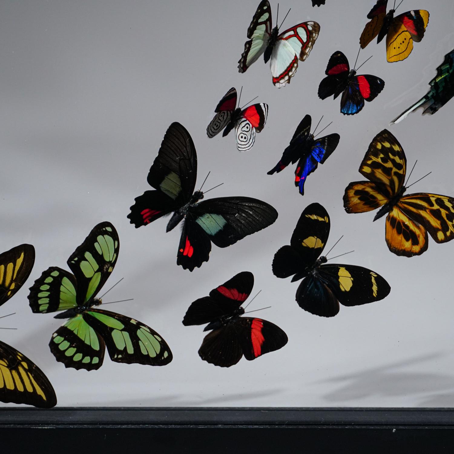 The frame includes a keyhole hook at the top for mounting the display on a wall. The butterflies in these frames are raised on butterfly farms in Peru. These butterflies are not killed for display. After the butterflies have lived their lifespan,