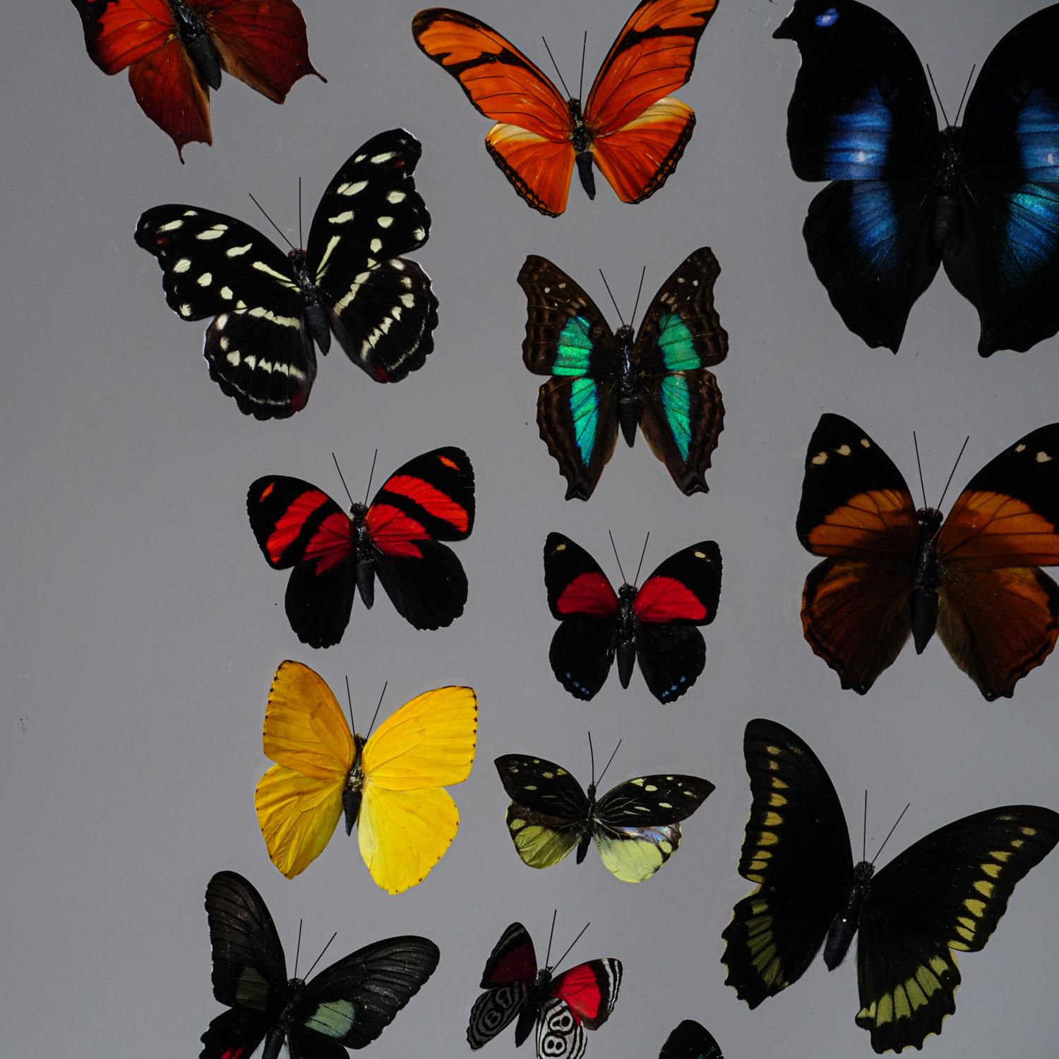 Peruvian Genuine Butterflies Specimen in Black Display Frame '32 Butterflies'