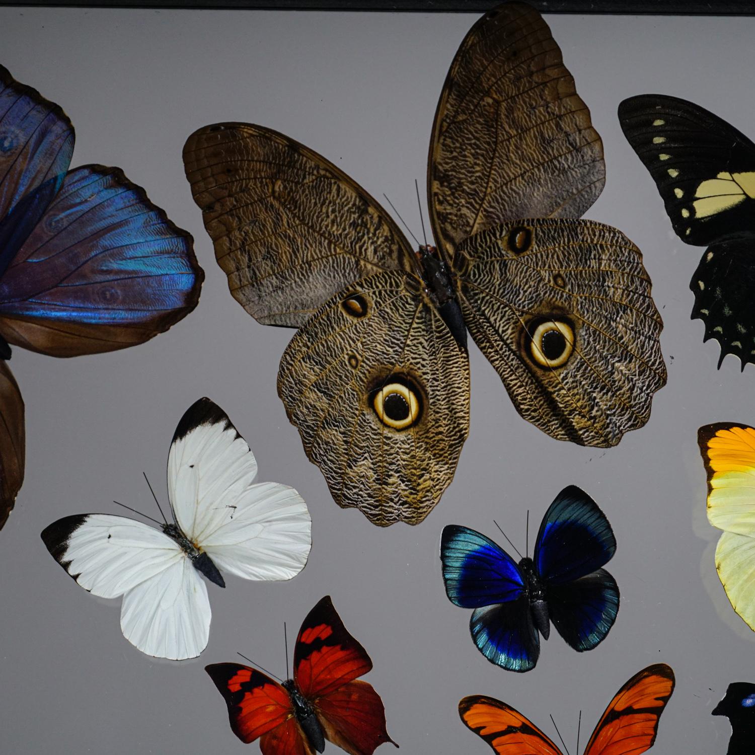 Genuine Butterflies Specimen in Black Display Frame '32 Butterflies' In Excellent Condition In New York, NY
