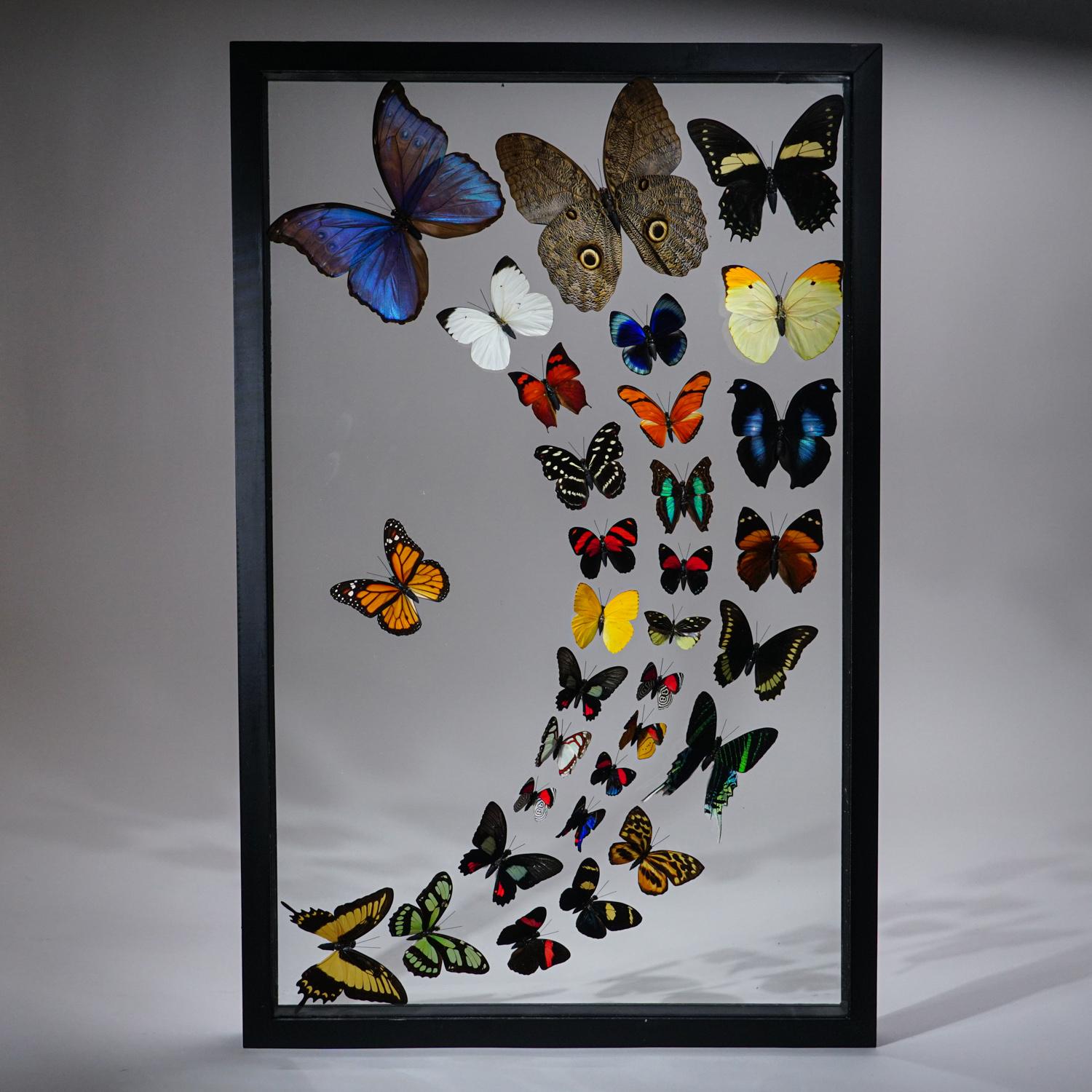 Contemporary Genuine Butterflies Specimen in Black Display Frame '32 Butterflies'