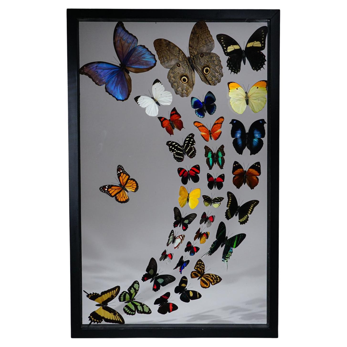 Genuine Butterflies Specimen in Black Display Frame '32 Butterflies'