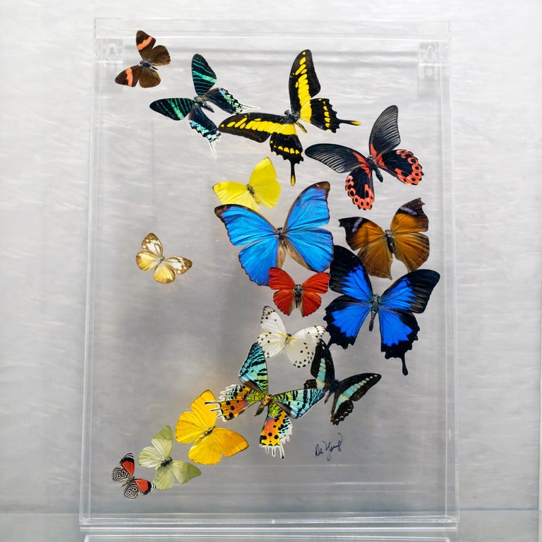 Genuine Butterflies in Lucite Display Box // Ver. 1 at 1stDibs