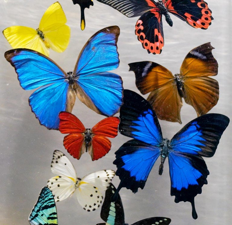 Genuine Butterflies in Lucite Display Box // Ver. 1 at 1stDibs
