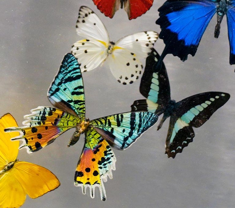 Genuine Butterflies in Lucite Display Box // Ver. 1 at 1stDibs