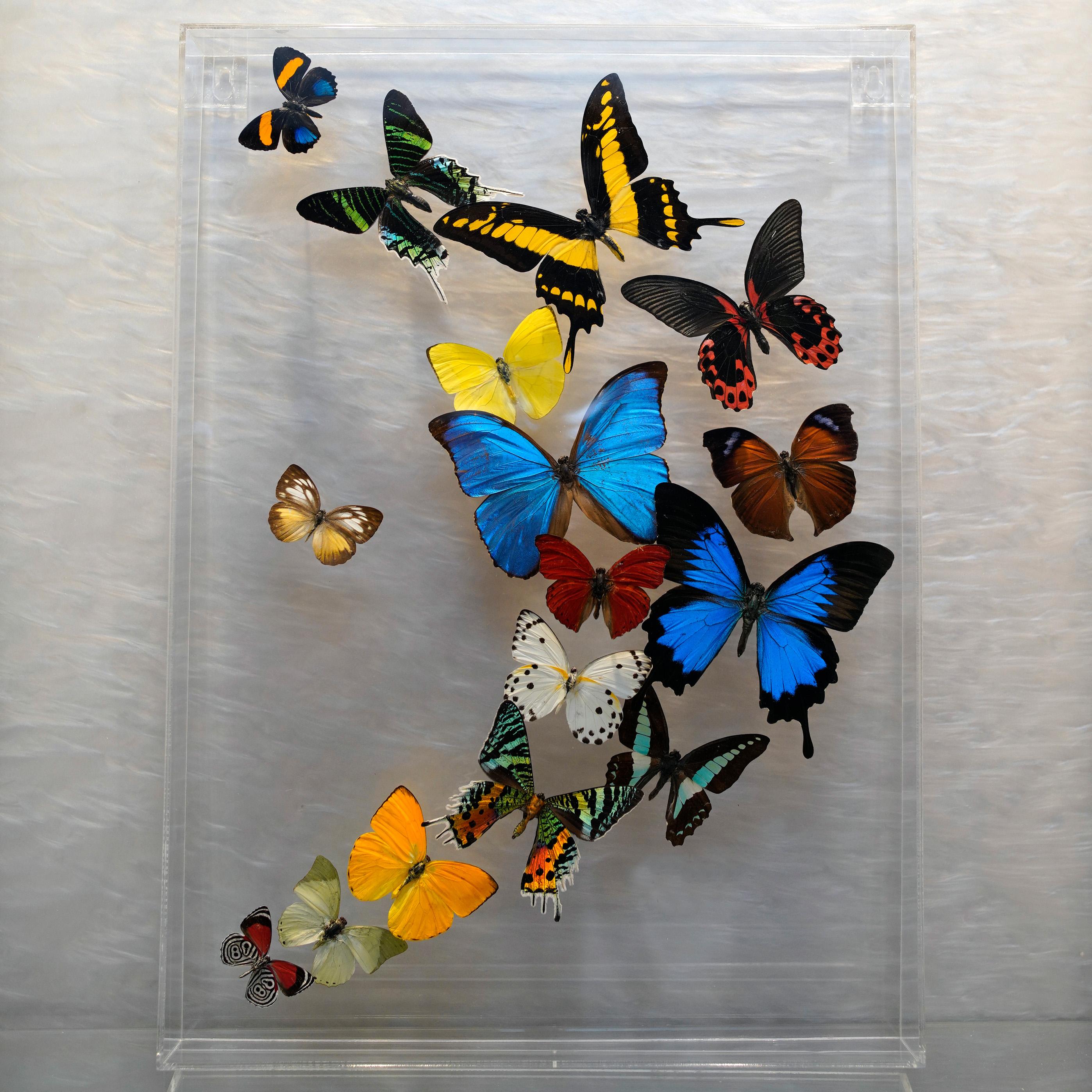 Genuine Butterflies in Lucite Display Box // Ver. 2 at 1stDibs