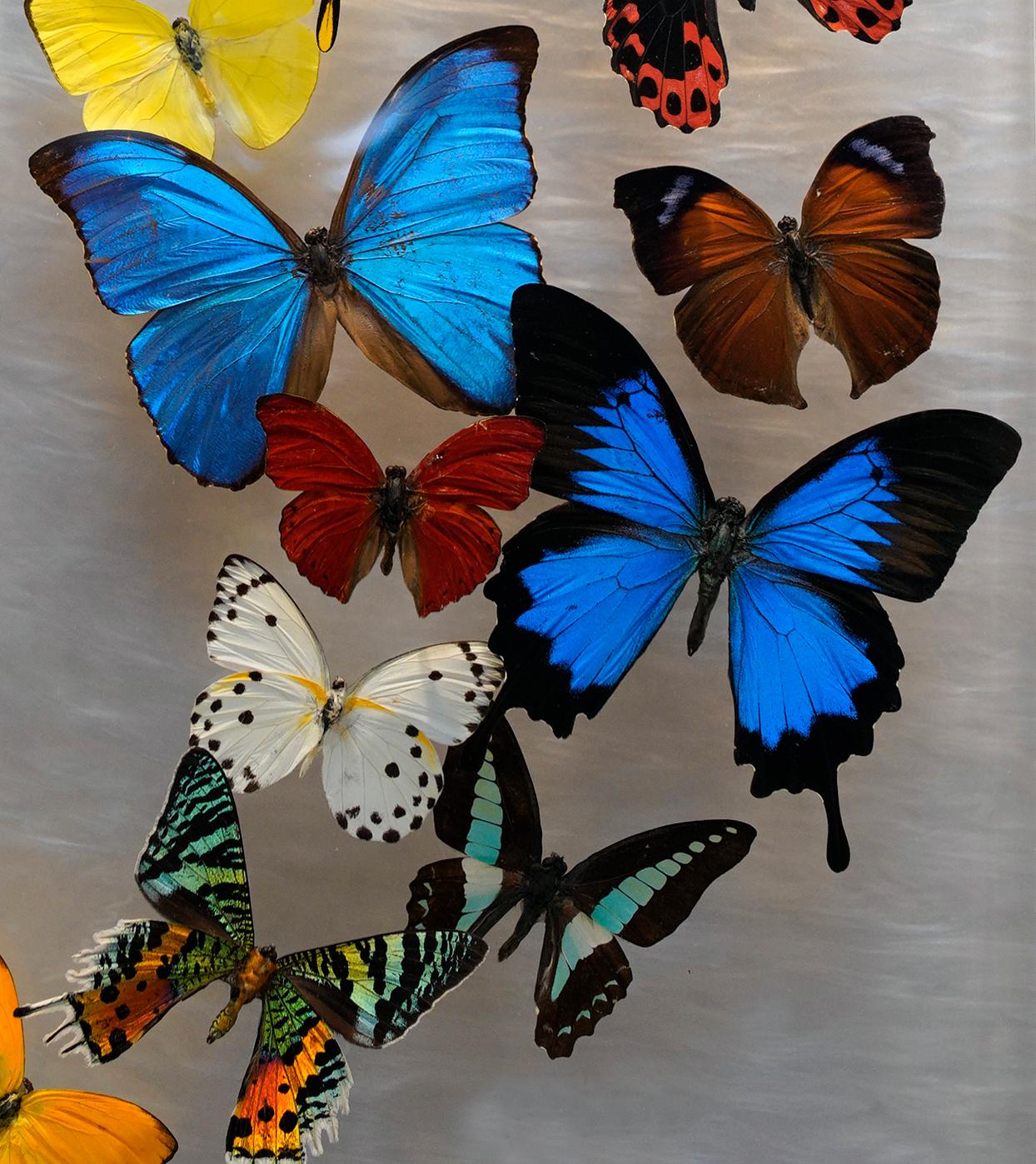 Genuine Butterflies in Lucite Display Box // Ver. 2 at 1stDibs