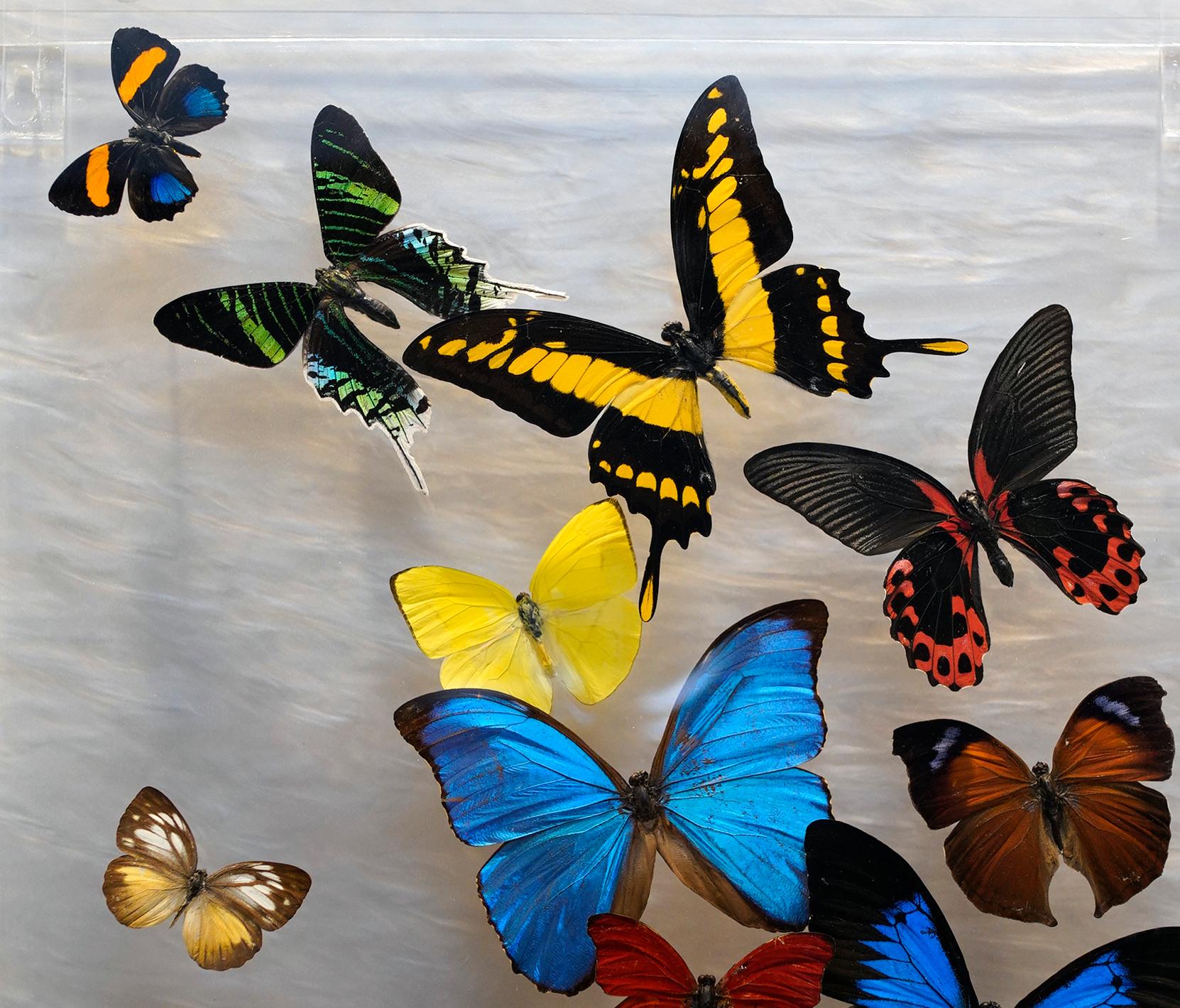 Genuine Butterflies in Lucite Display Box // Ver. 2 at 1stDibs