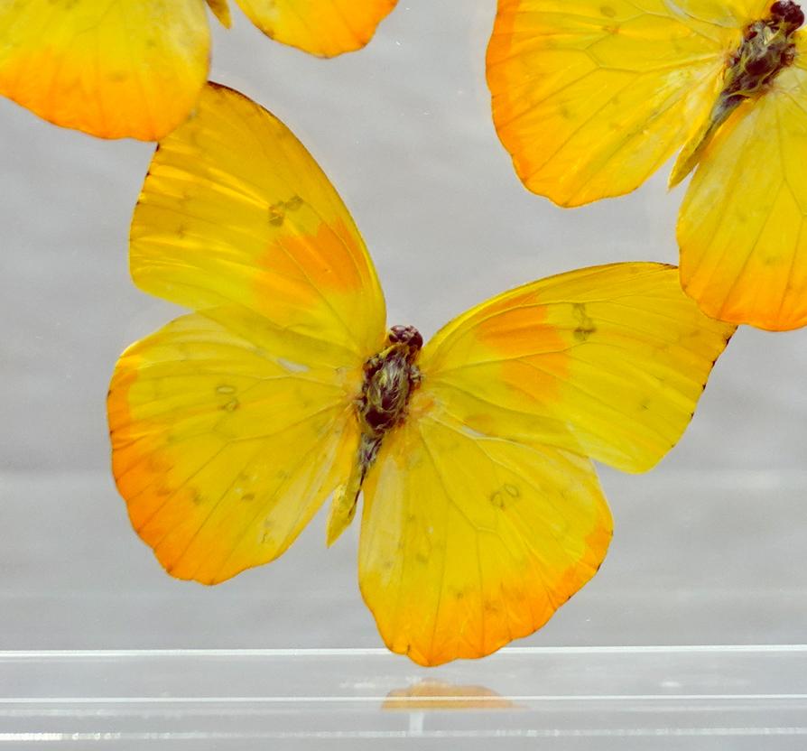 These 100% genuine orange-barred sulphur butterflies have been preserved in all their natural beauty: arranged by artisans as if in flight in a clear acrylic display case, they can be easily hung on a wall or kept on a desk or table to bring a