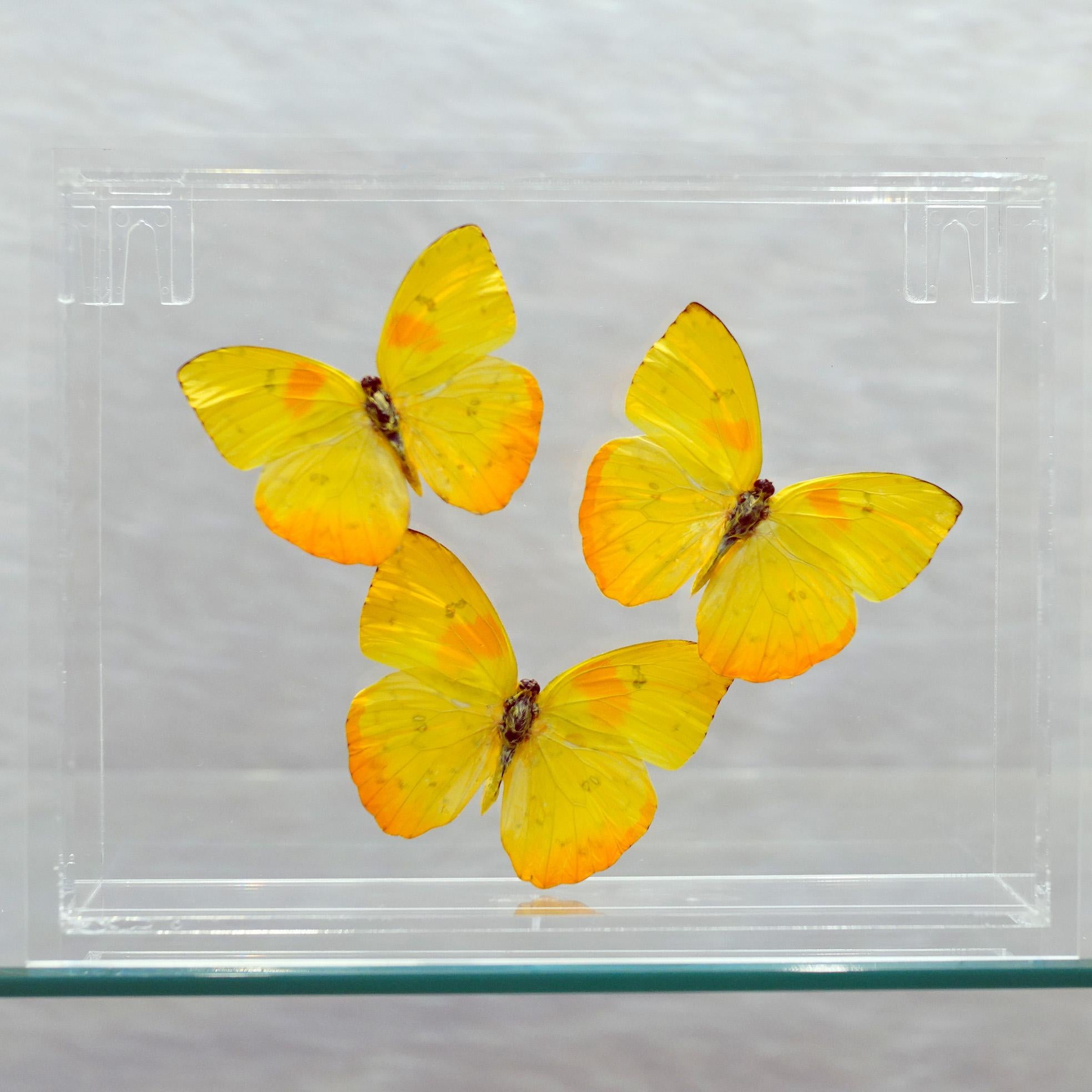 North American Genuine Butterflies in Lucite Display Box // Ver. 3