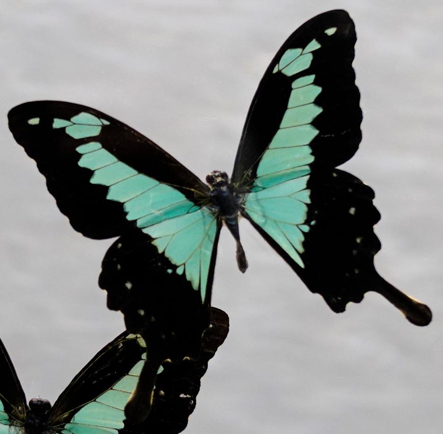 Ces papillons 100% authentiques ont été préservés dans toute leur beauté naturelle : disposés par des artisans comme s'ils étaient en vol dans un présentoir en acrylique transparent, ils peuvent être facilement accrochés au mur ou conservés sur un