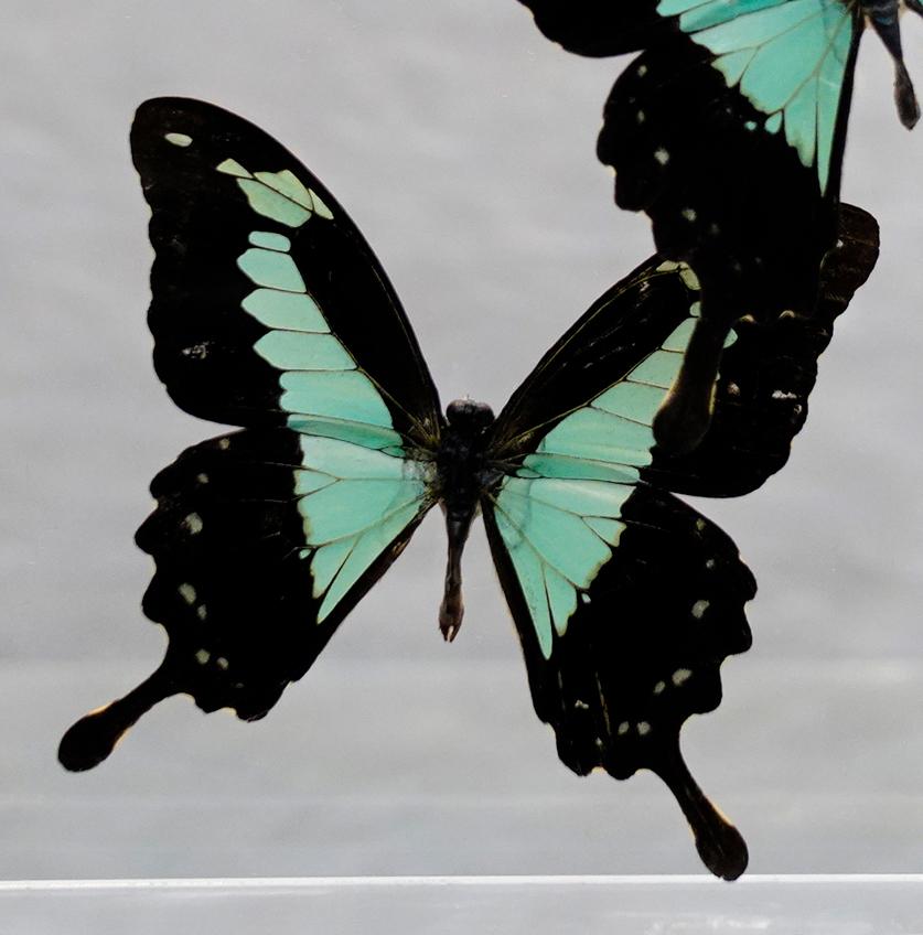 Américain Affiche de papillons véritables dans une boîte en lucite // Ver. 4
