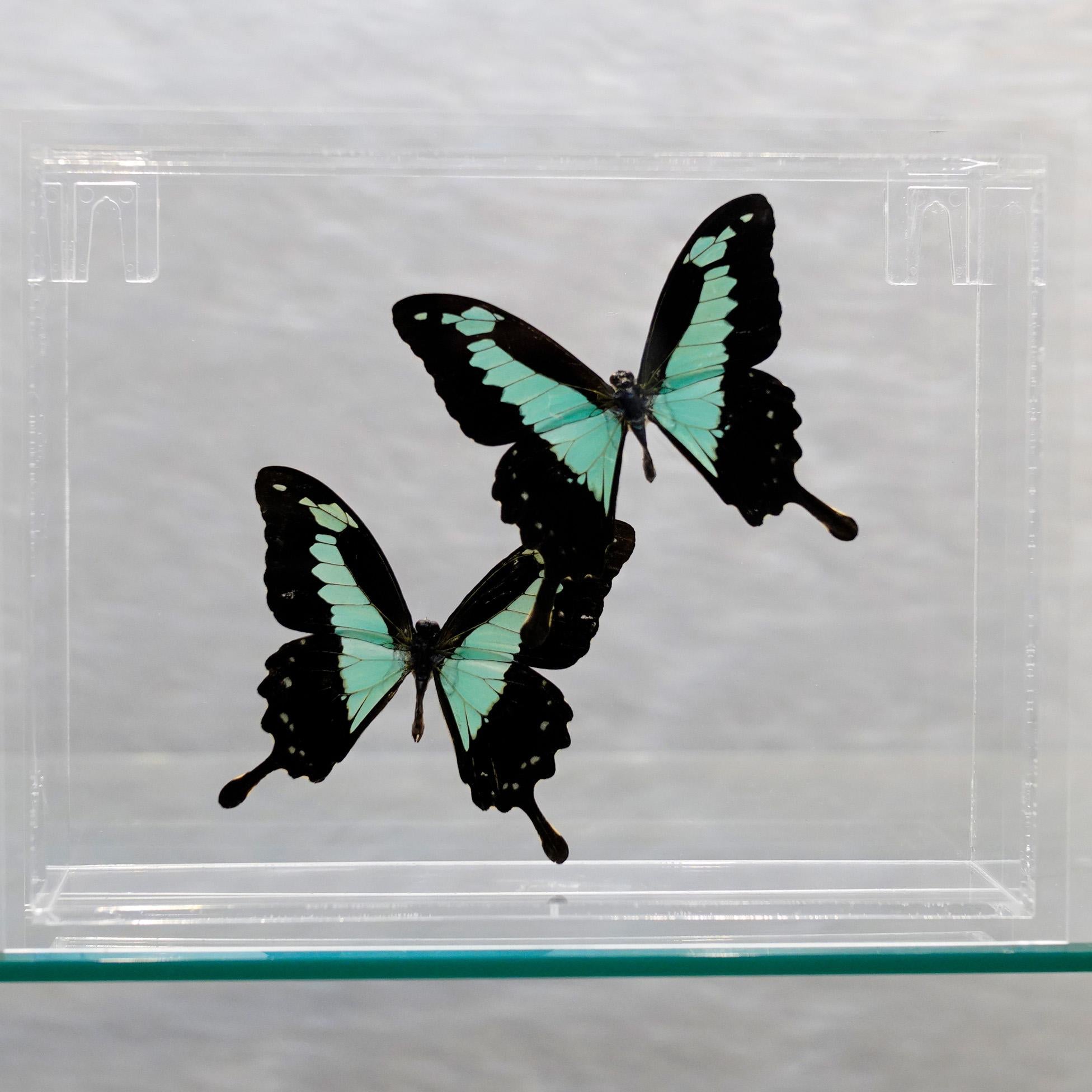 Fait main Affiche de papillons véritables dans une boîte en lucite // Ver. 4