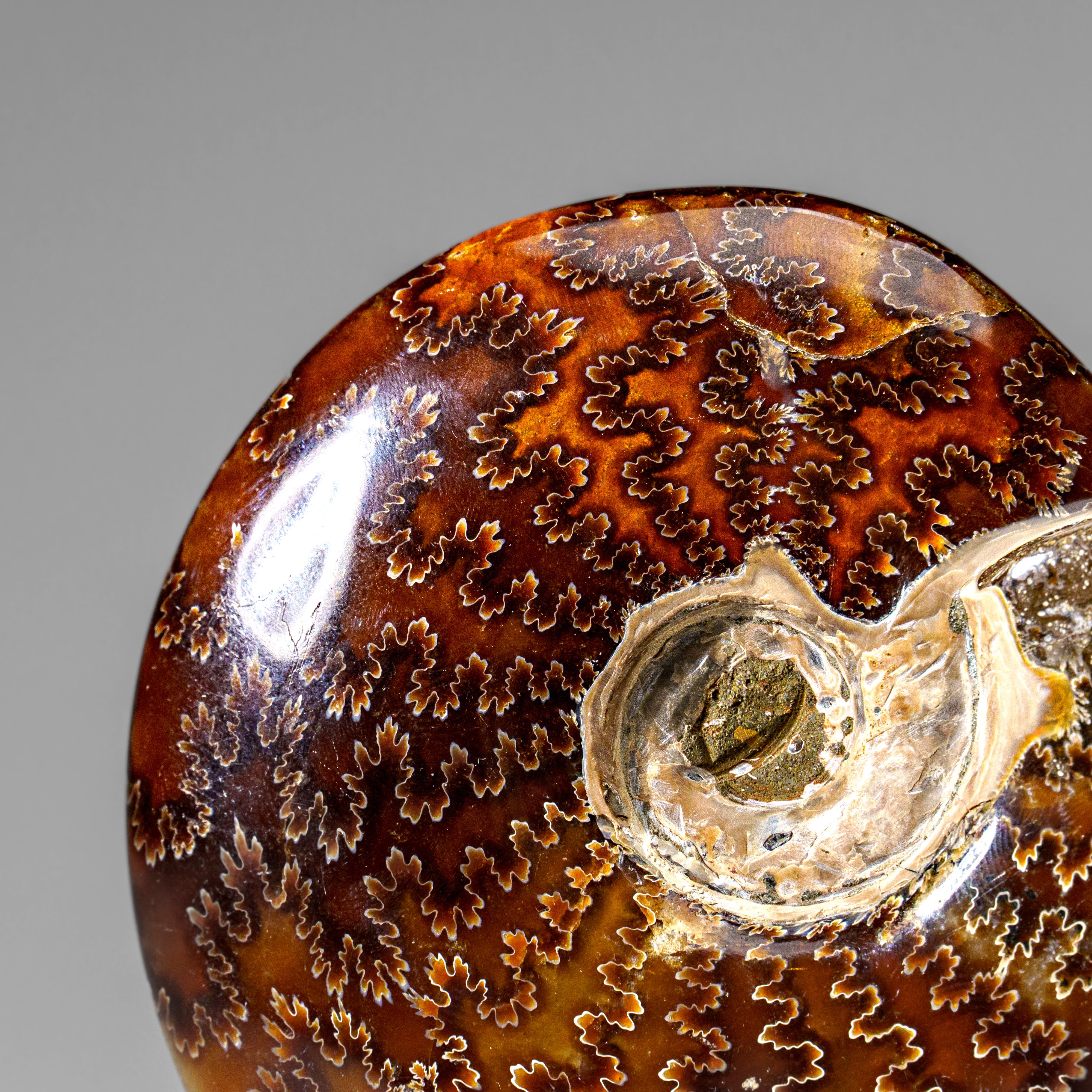 Véritable Ammonite Calcifiée (1.9 lbs) en vente 5