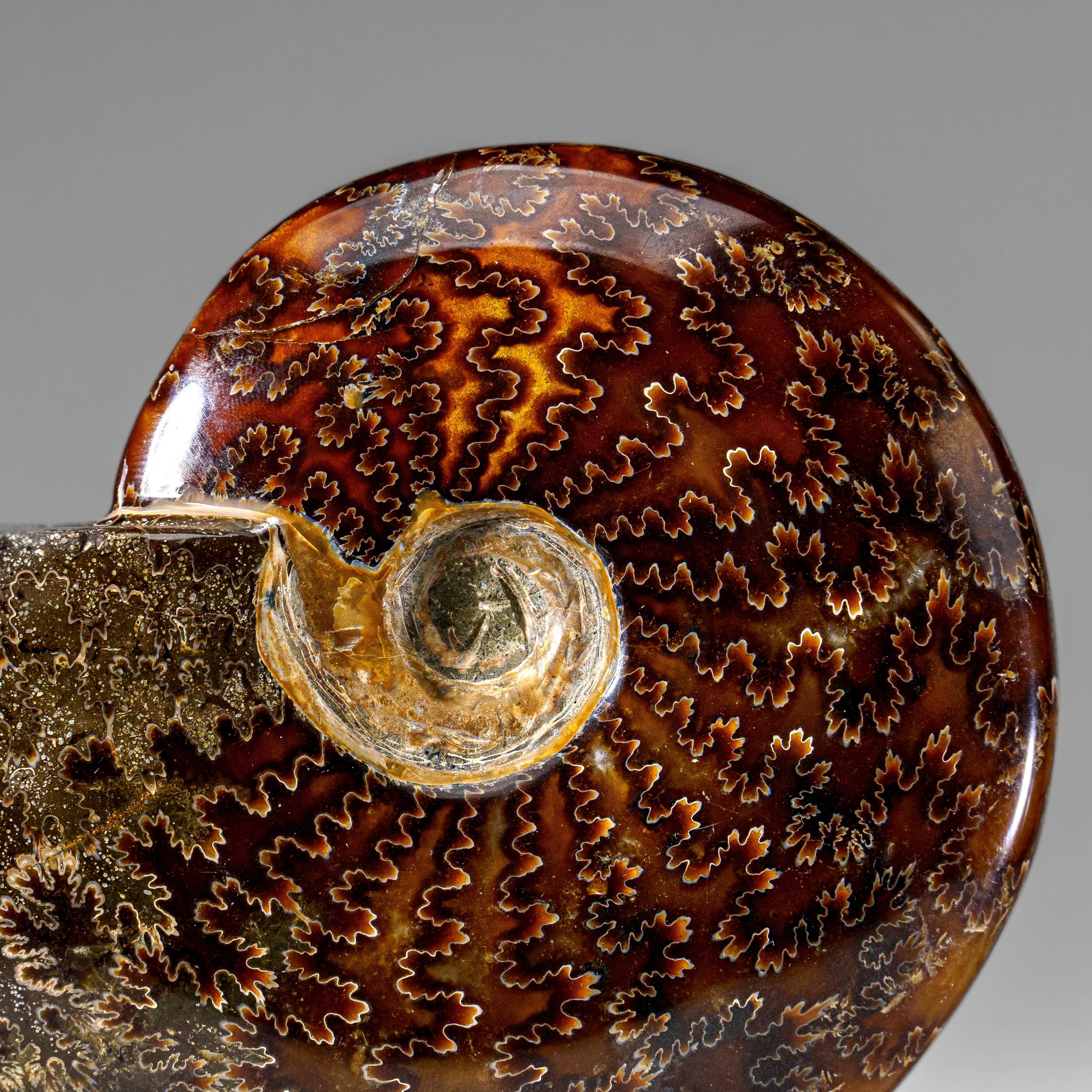 Magnifique coquille d'ammonite fossilisée et calcifiée, aux reflets iridescents et opalins, présentant des nuances de rouge et de jaune vibrants. Ce spécimen présente plusieurs ammonites complètes sous forme d'amas, chacune présentant un motif