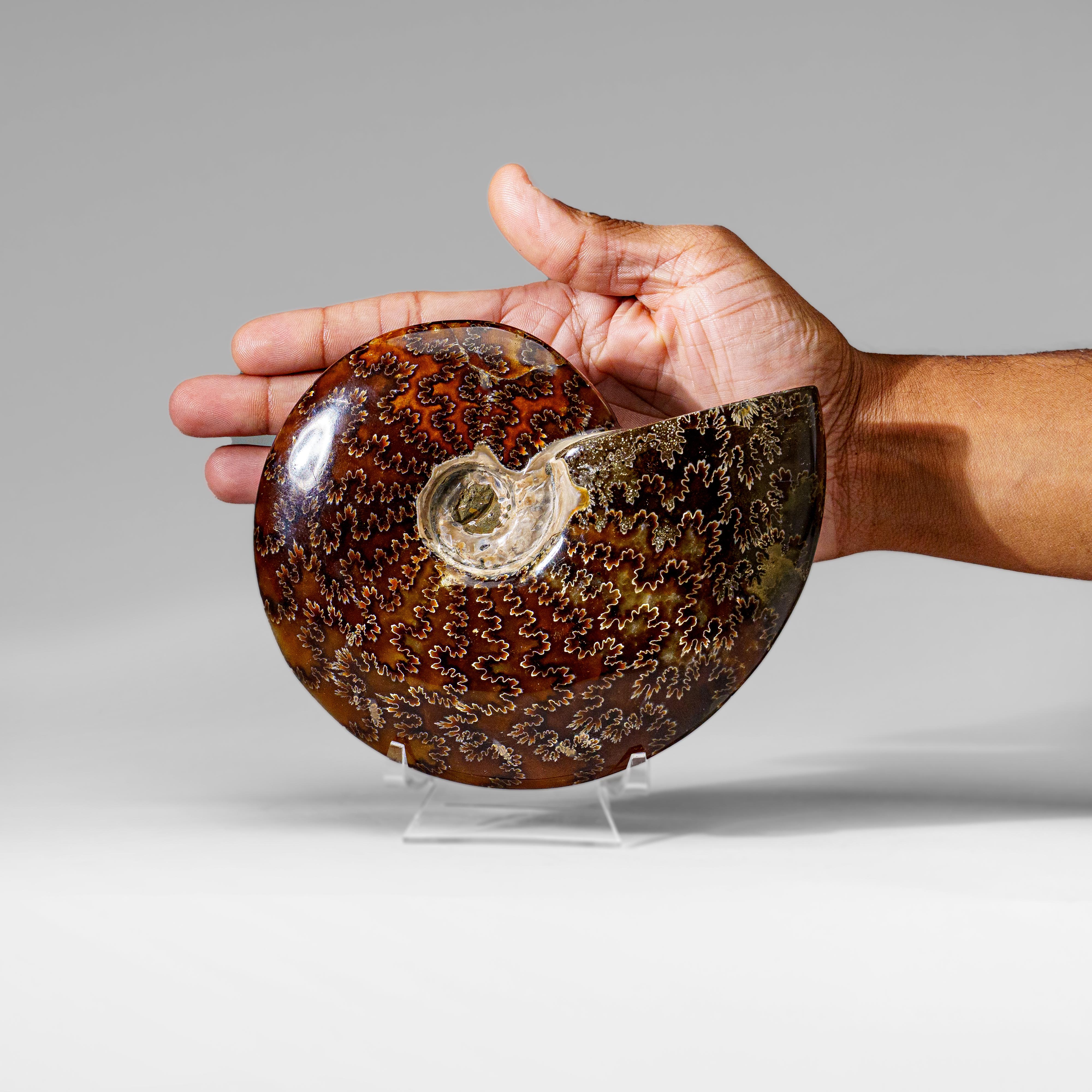XVIIIe siècle et antérieur Véritable Ammonite Calcifiée (1.9 lbs) en vente