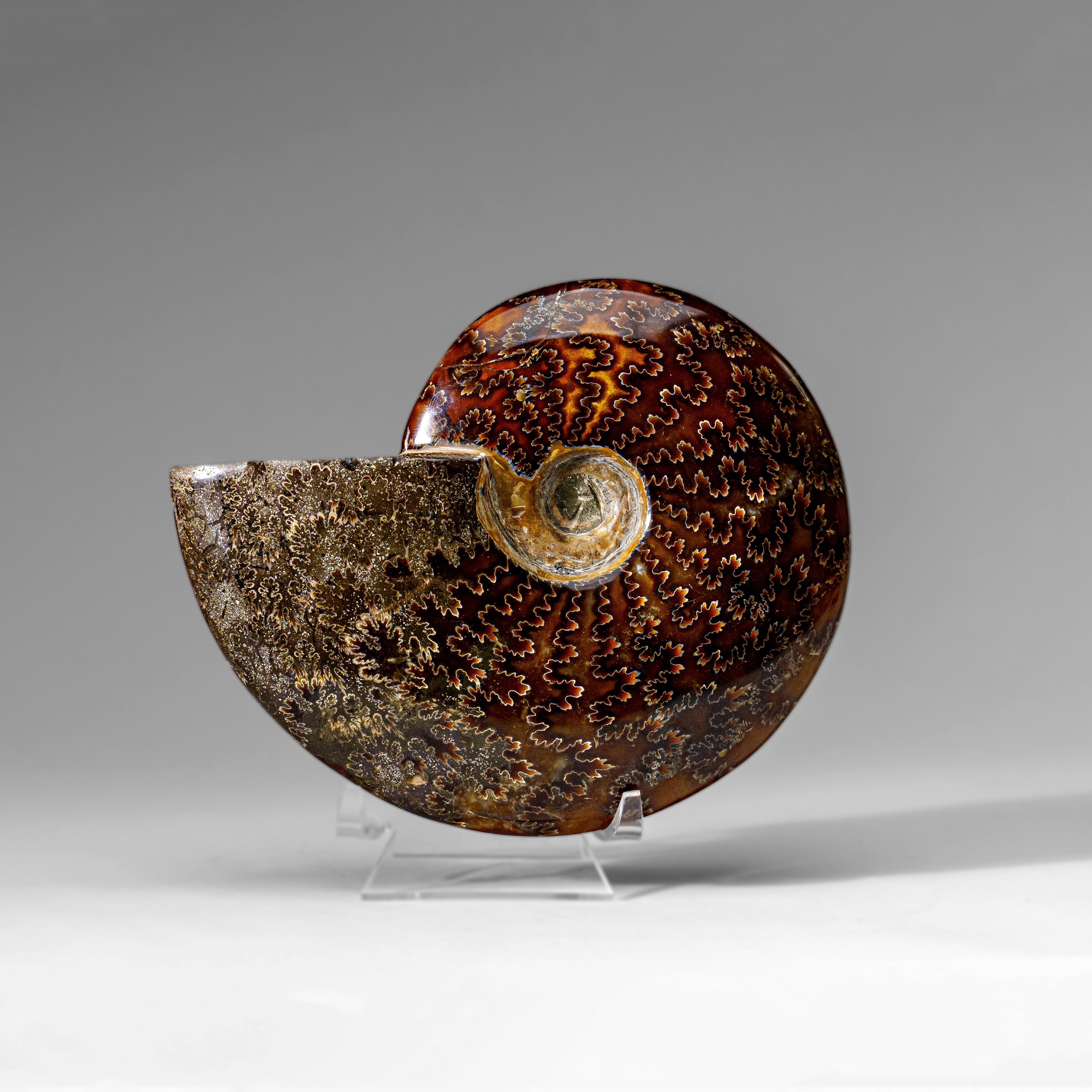 Autre Véritable Ammonite Calcifiée (1.9 lbs) en vente