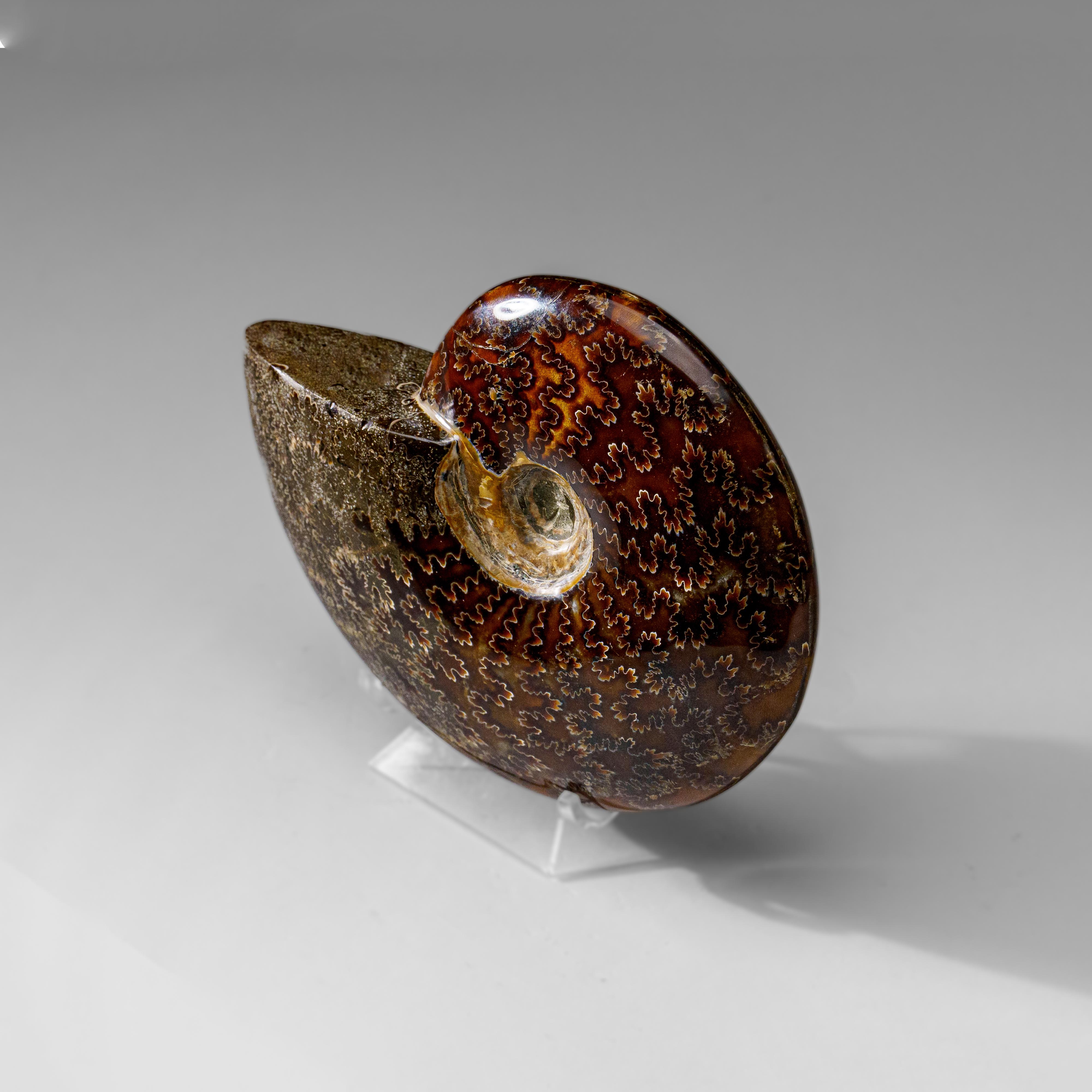 Véritable Ammonite Calcifiée (1.9 lbs) en vente 1