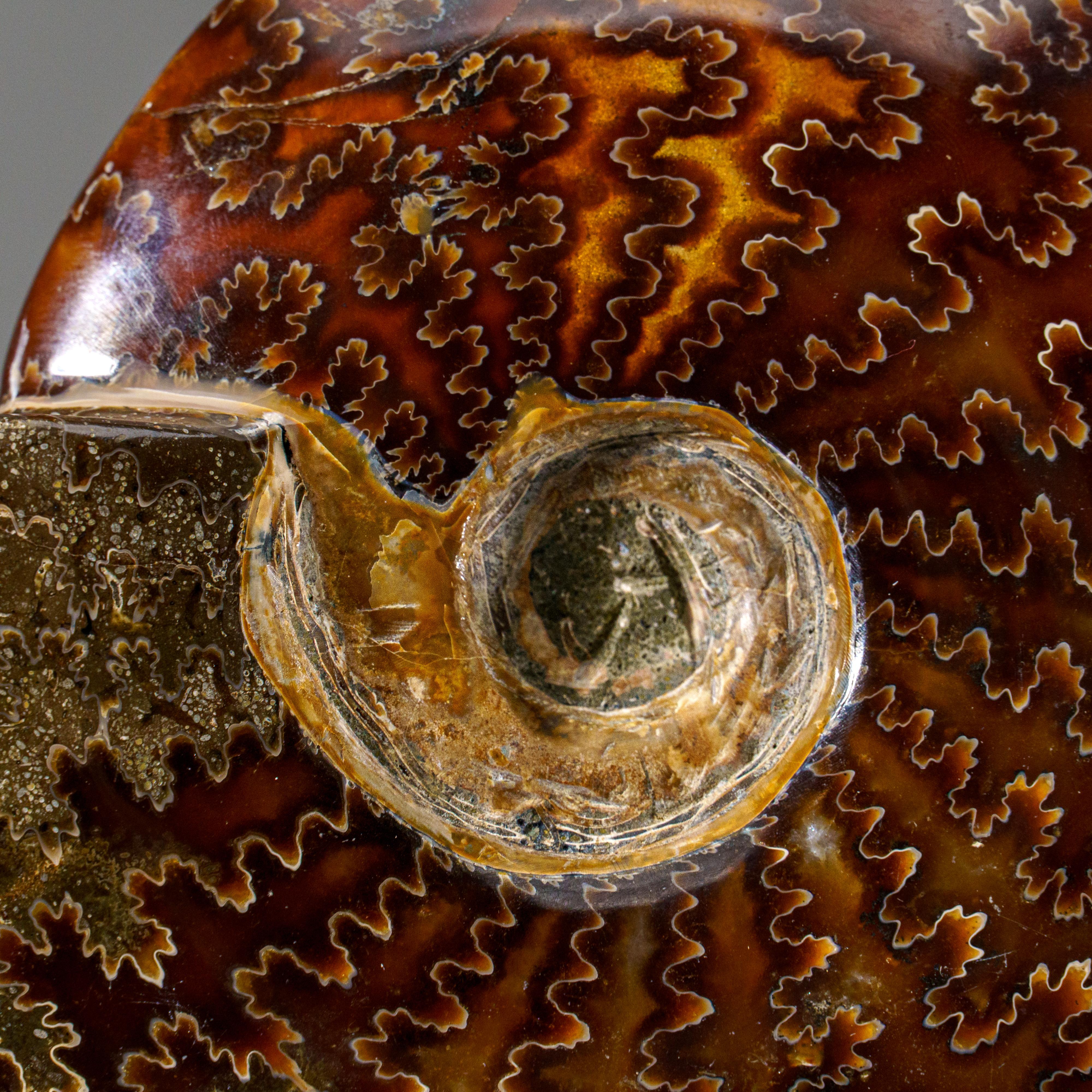 Véritable Ammonite Calcifiée (1.9 lbs) en vente 2
