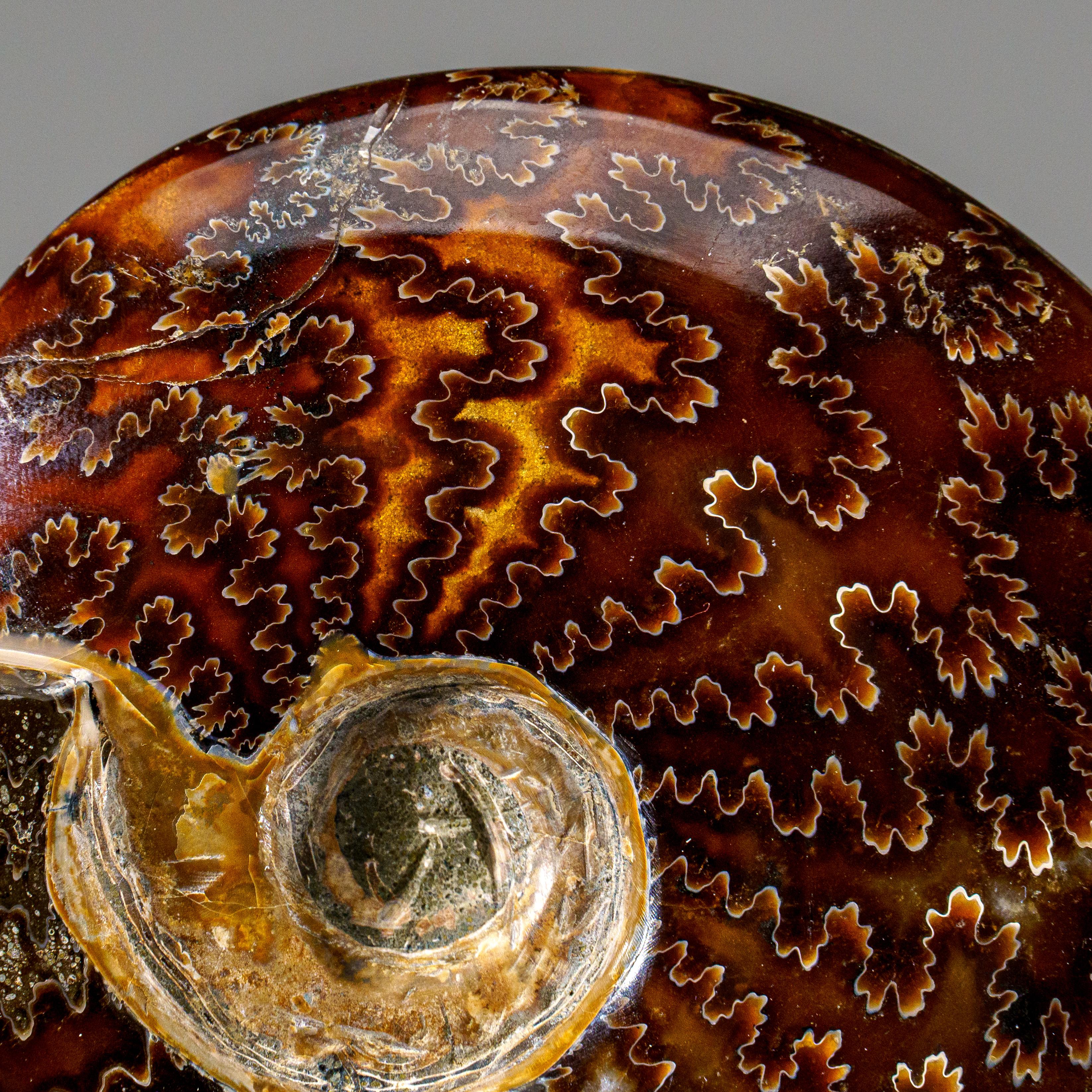 Véritable Ammonite Calcifiée (1.9 lbs) en vente 3