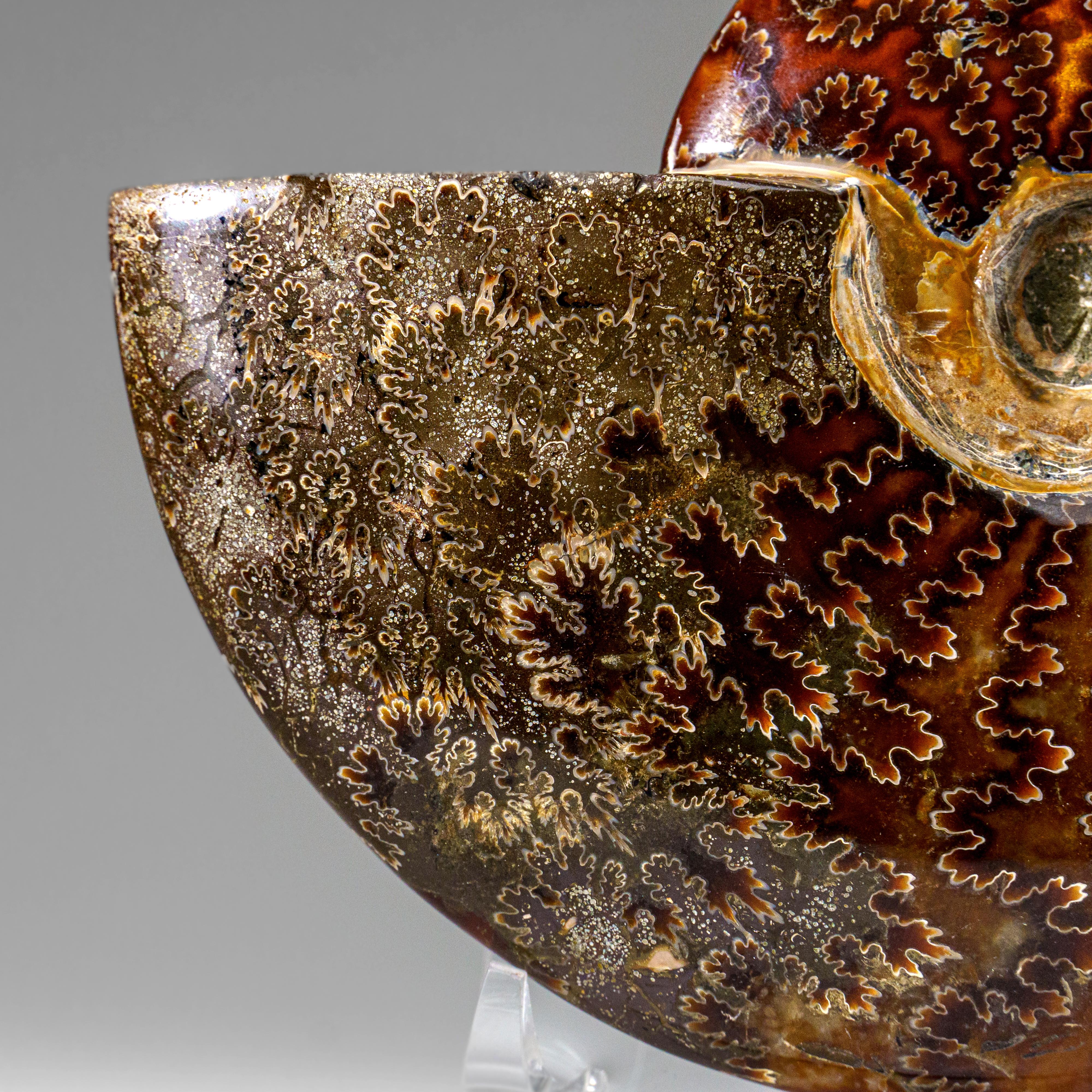 Véritable Ammonite Calcifiée (1.9 lbs) en vente 4
