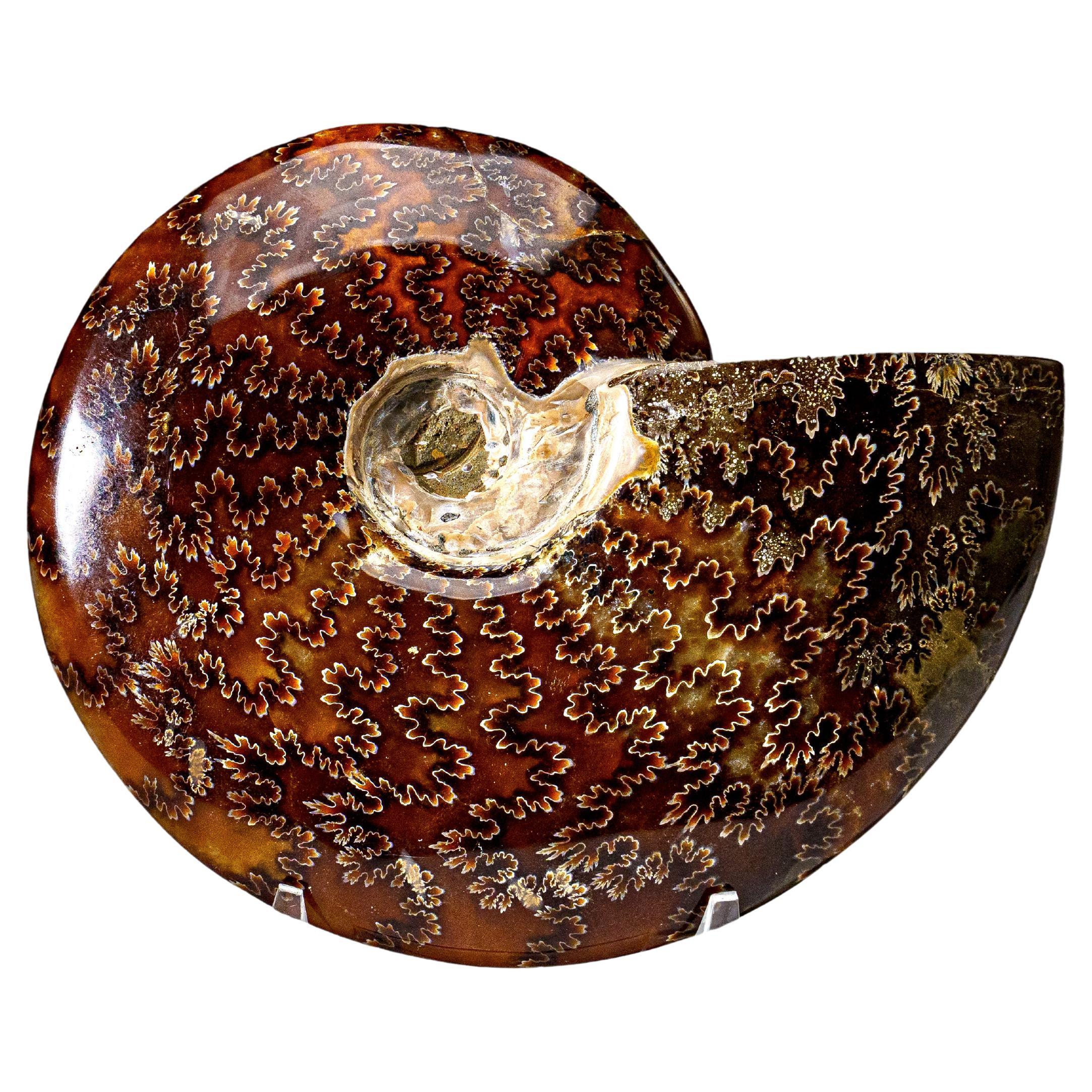 Véritable Ammonite Calcifiée (1.9 lbs)