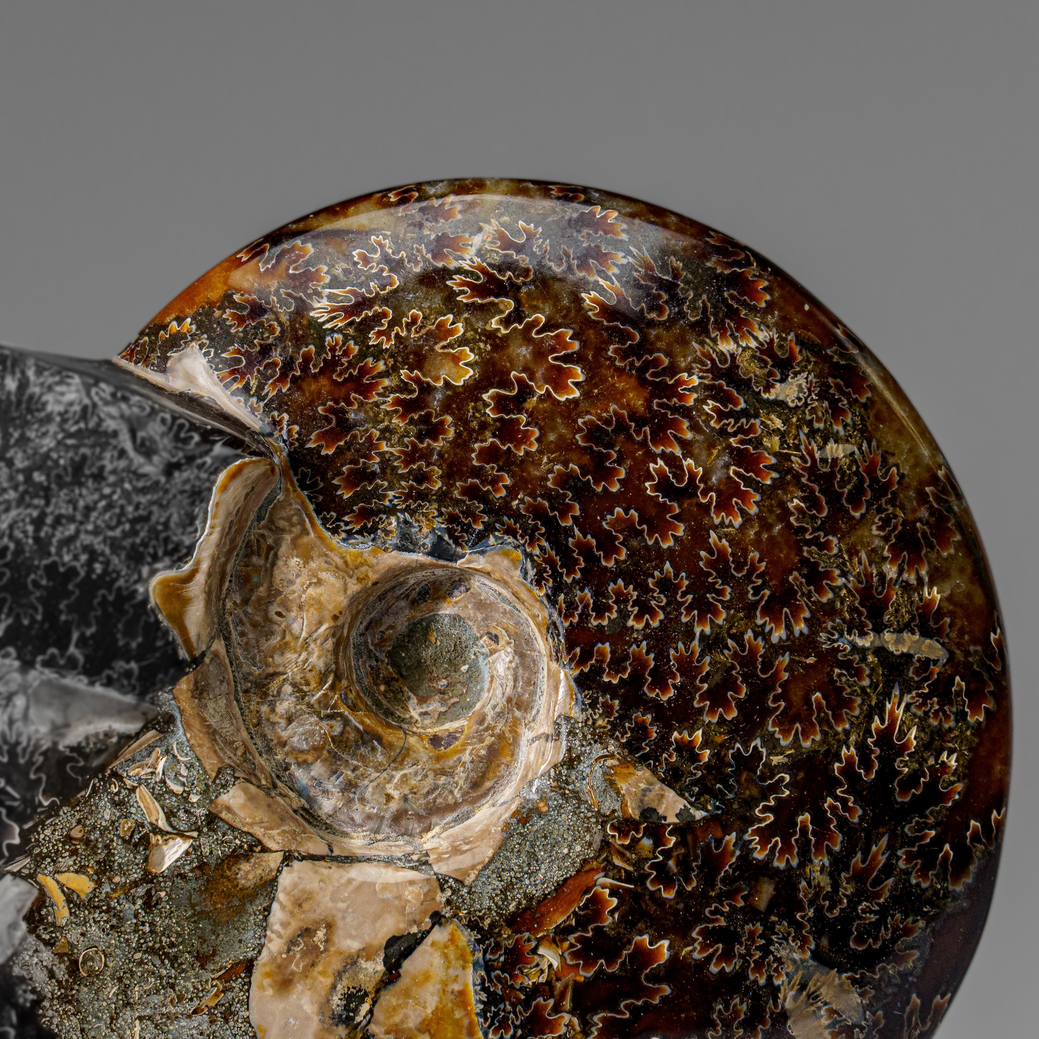 Magnifique coquille d'ammonite fossilisée et calcifiée, aux reflets iridescents et opalins, présentant des nuances de rouge et de jaune vibrants. Ce spécimen présente plusieurs ammonites complètes sous forme d'amas, chacune présentant un motif