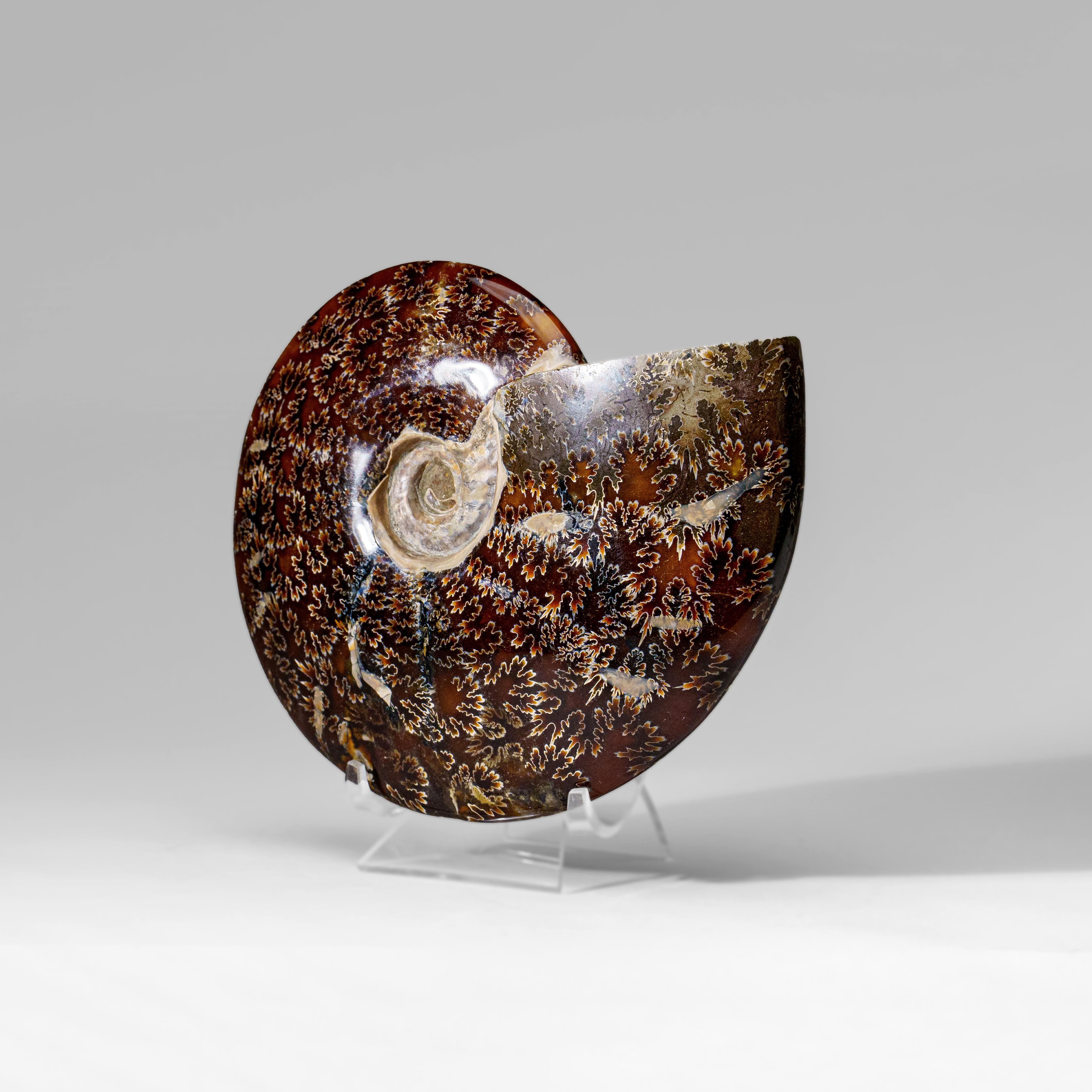 XVIIIe siècle et antérieur Véritable Ammonite Calcifiée (2.5 lbs) en vente