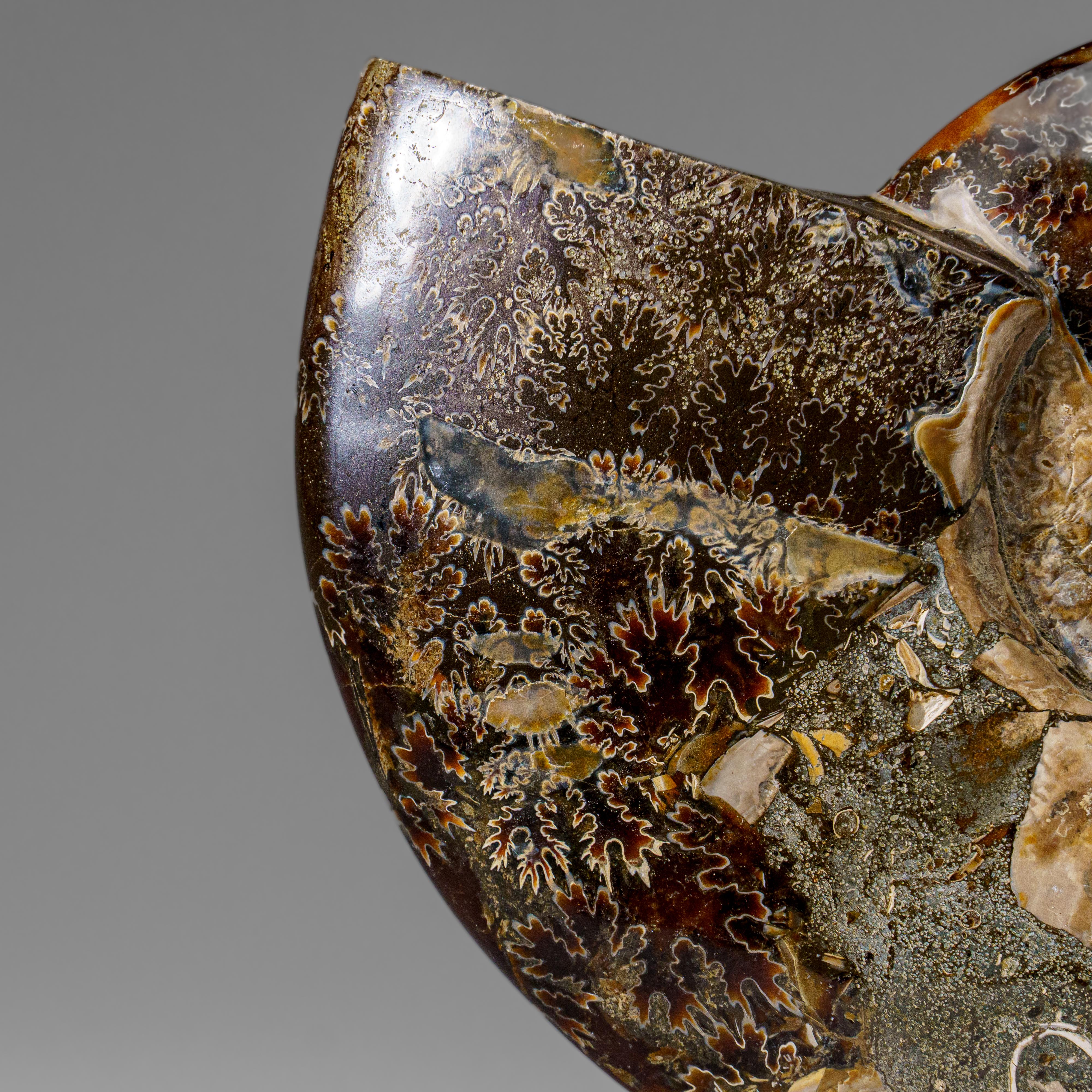 Véritable Ammonite Calcifiée (2.5 lbs) en vente 2
