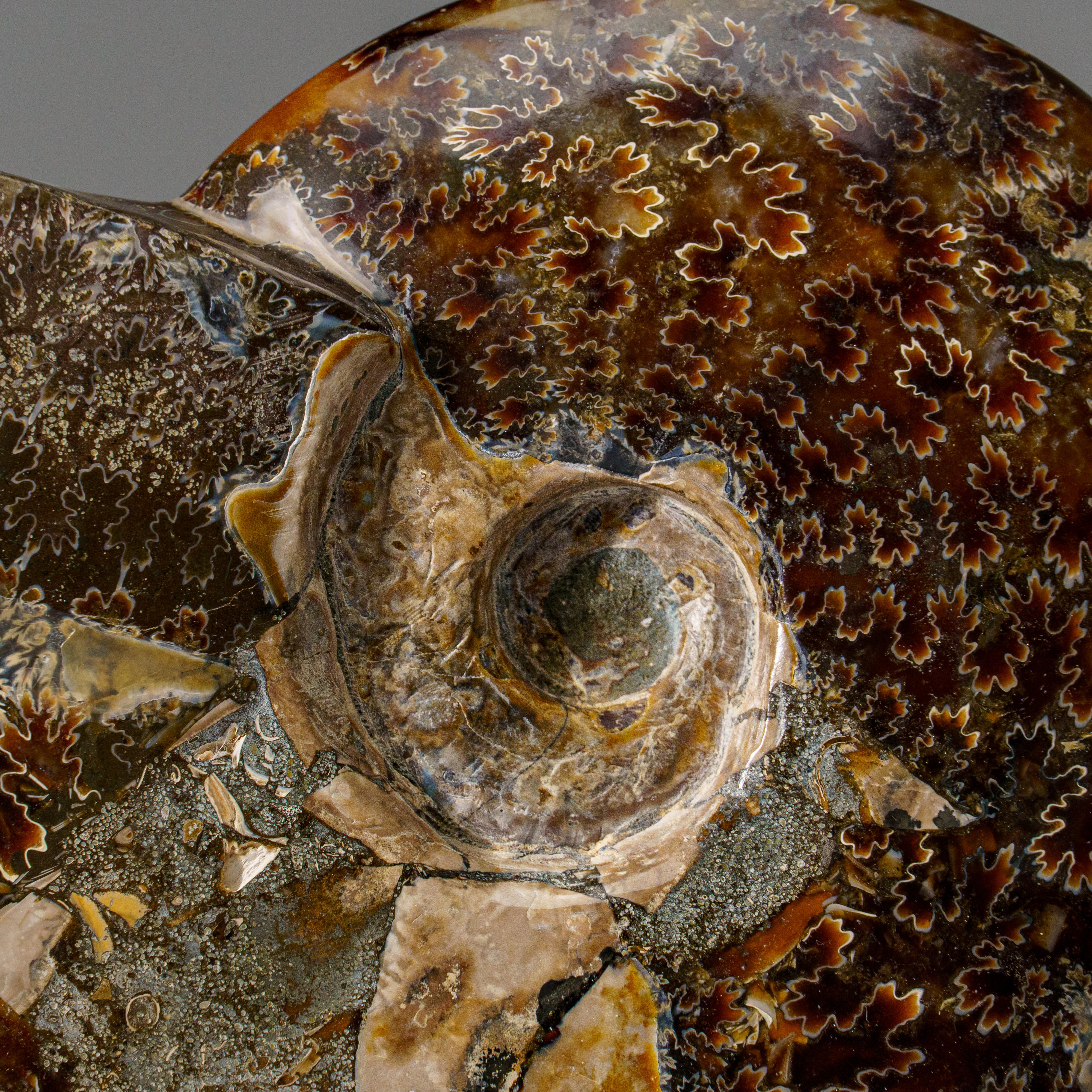 Véritable Ammonite Calcifiée (2.5 lbs) en vente 3