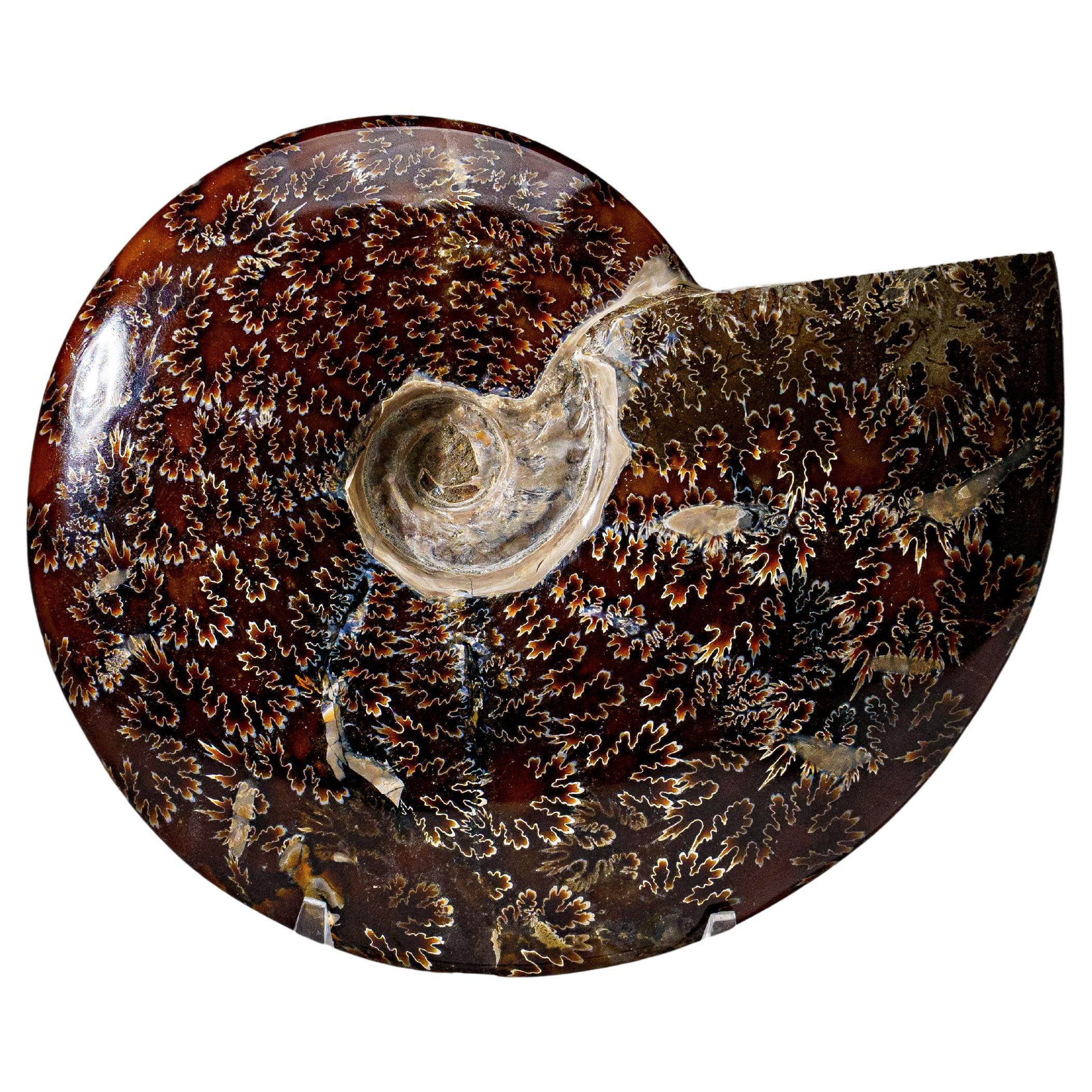 Véritable Ammonite Calcifiée (2.5 lbs) en vente