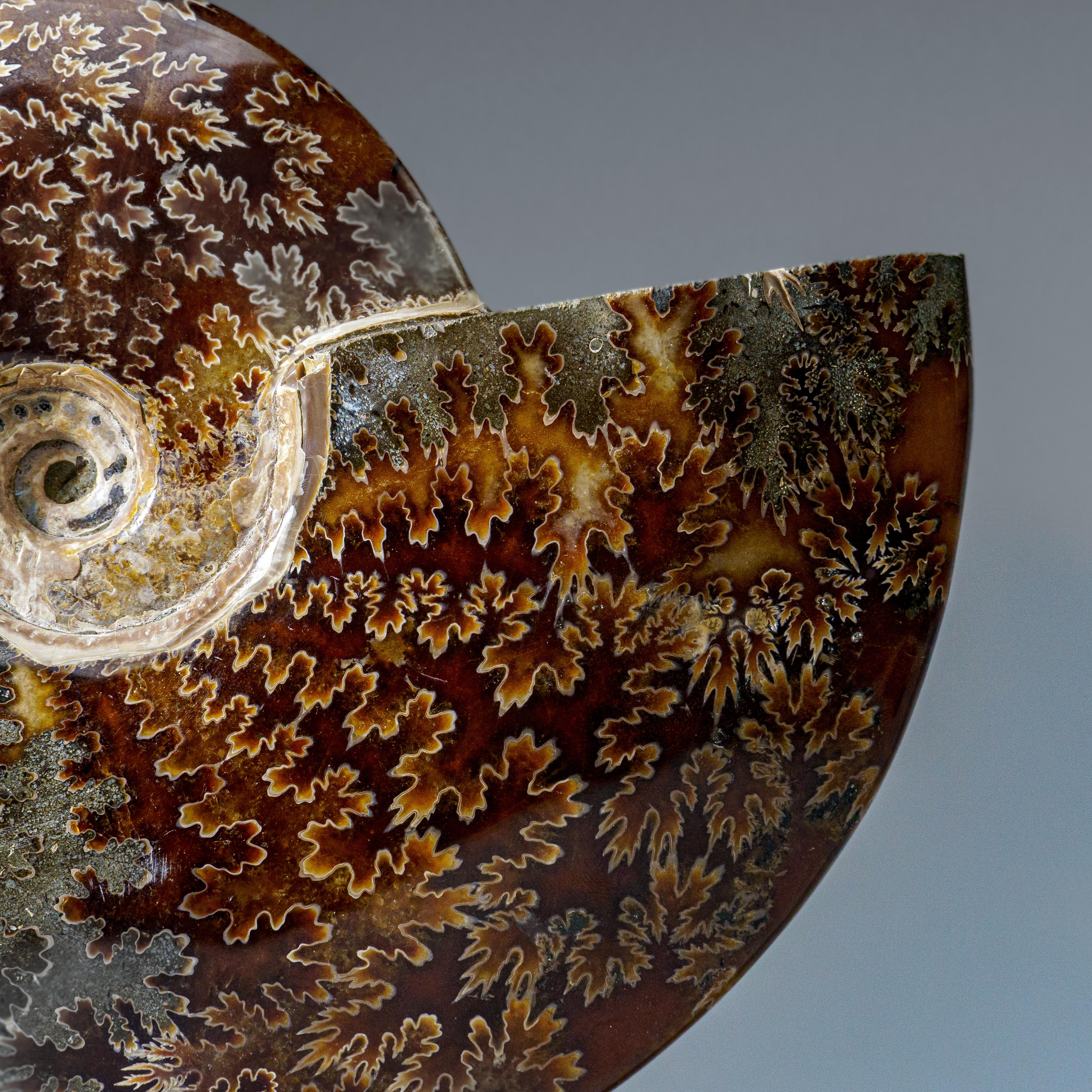 A beautiful, fossilized and calcified ammonite shell with an iridescent, opalized shimmer, displaying hints of vibrant red and yellow tones. This specimen displays multiple complete ammonites in a clustered form, each having a dendritic crystal