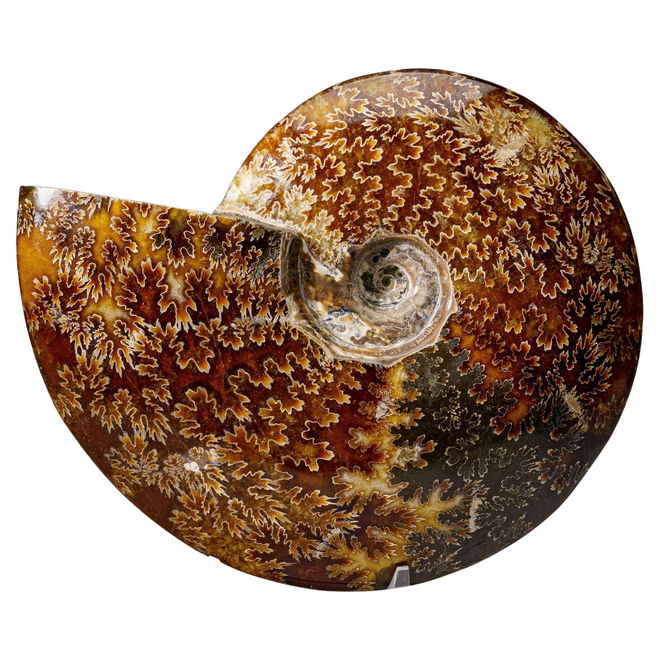 Véritable Ammonite Calcifiée (3.8 lbs)