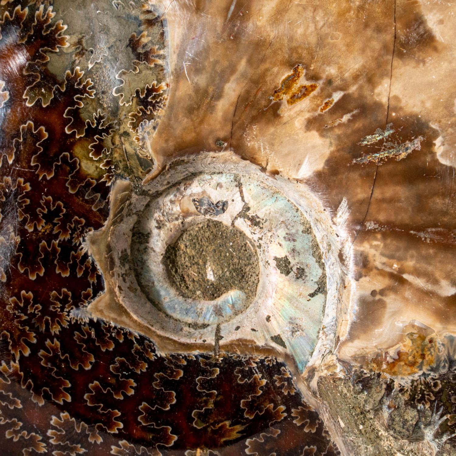 Eine schöne, versteinerte und verkalkte Ammonitenschale mit irisierendem, opalisierendem Schimmer, der einen Hauch von leuchtenden Rot- und Gelbtönen aufweist. Dieses Exemplar zeigt mehrere vollständige Ammoniten in einer Clusterform, die jeweils