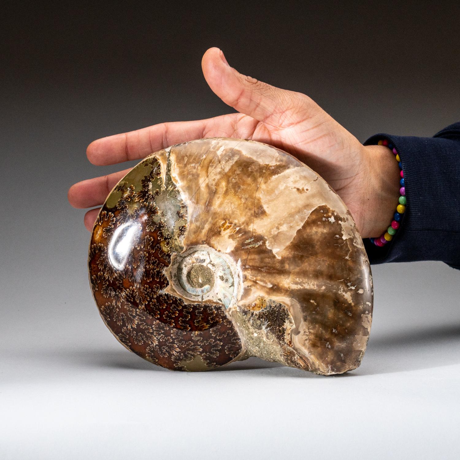 Genuines zertifiziertes Ammonit auf Matrix, opalisiert (4 lbs) (Madagassisch) im Angebot