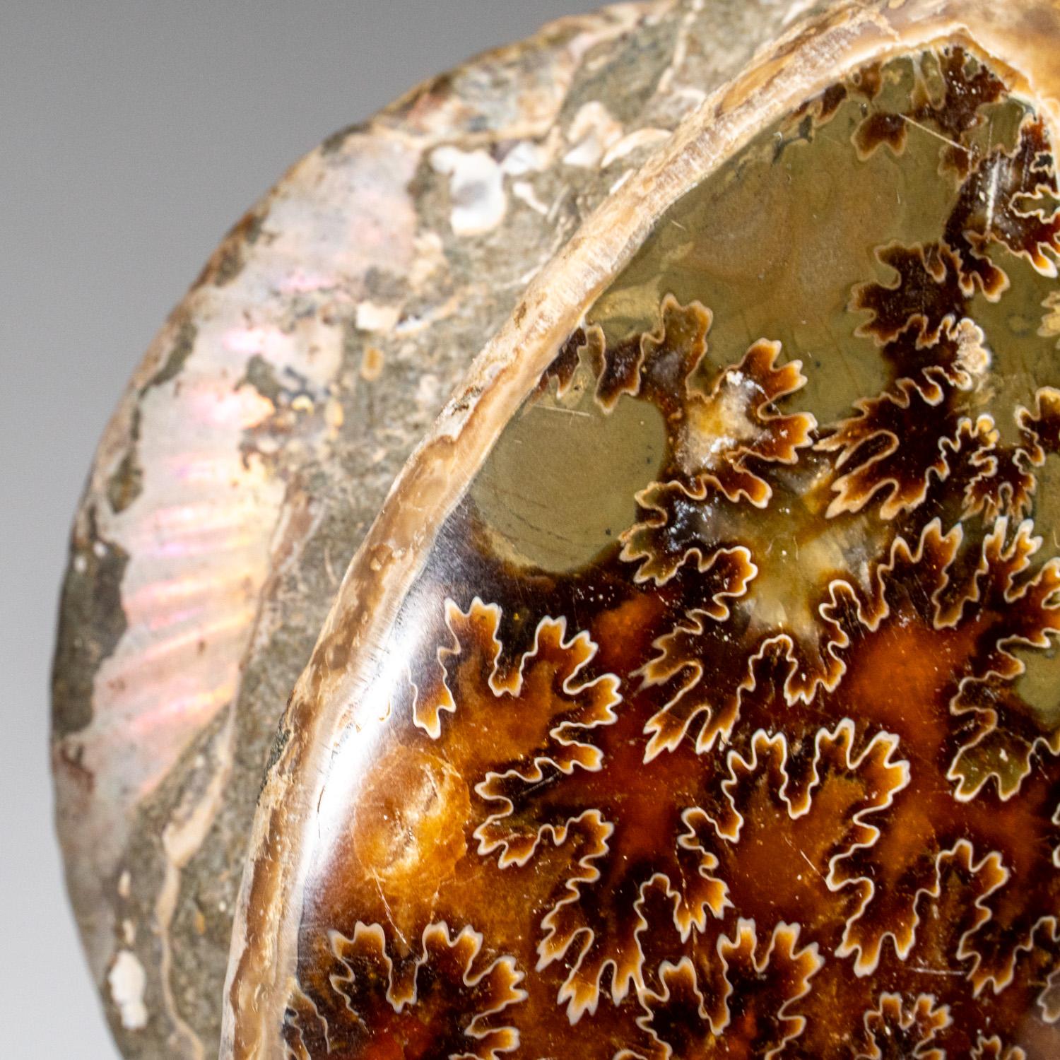 Genuines zertifiziertes Ammonit auf Matrix, opalisiert (4 lbs) im Zustand „Hervorragend“ im Angebot in New York, NY