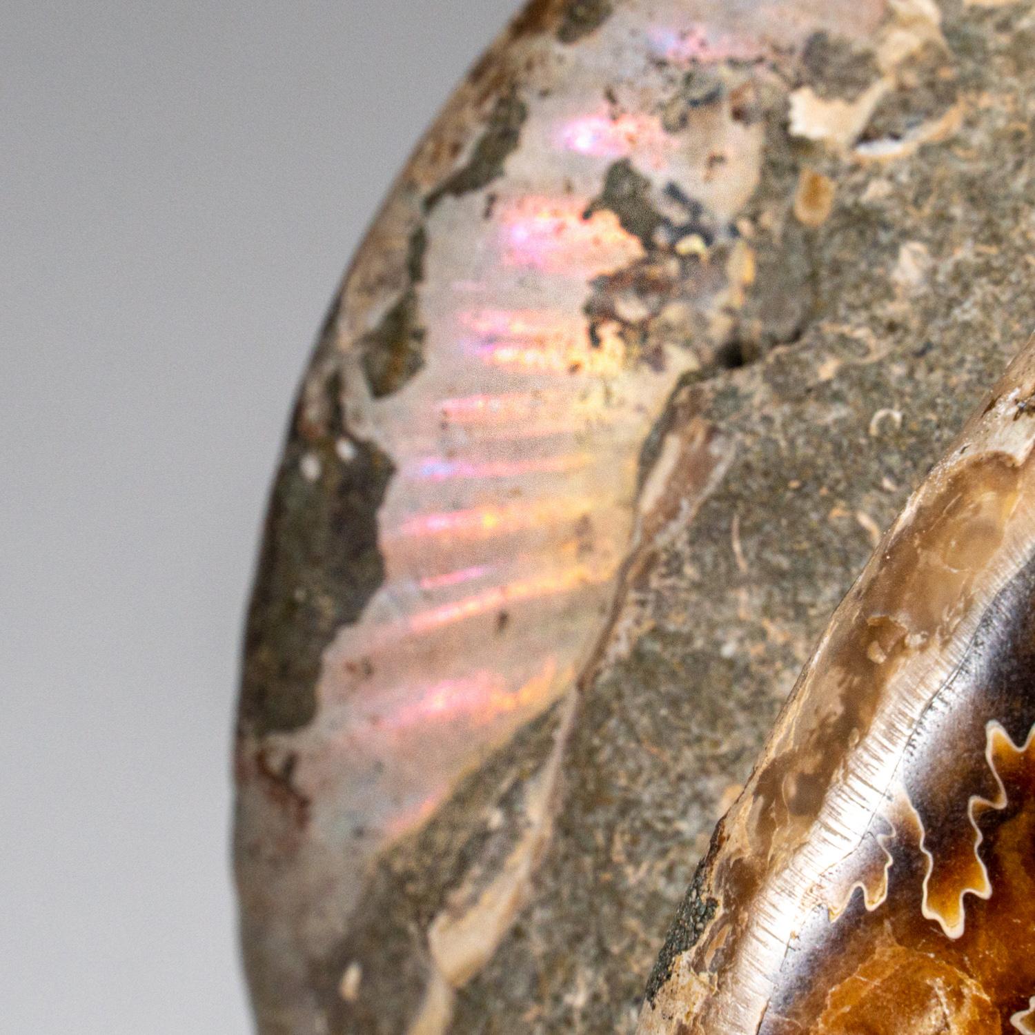 18th Century and Earlier Genuine Calcified Ammonite on Matrix Opalized (4 lbs) For Sale